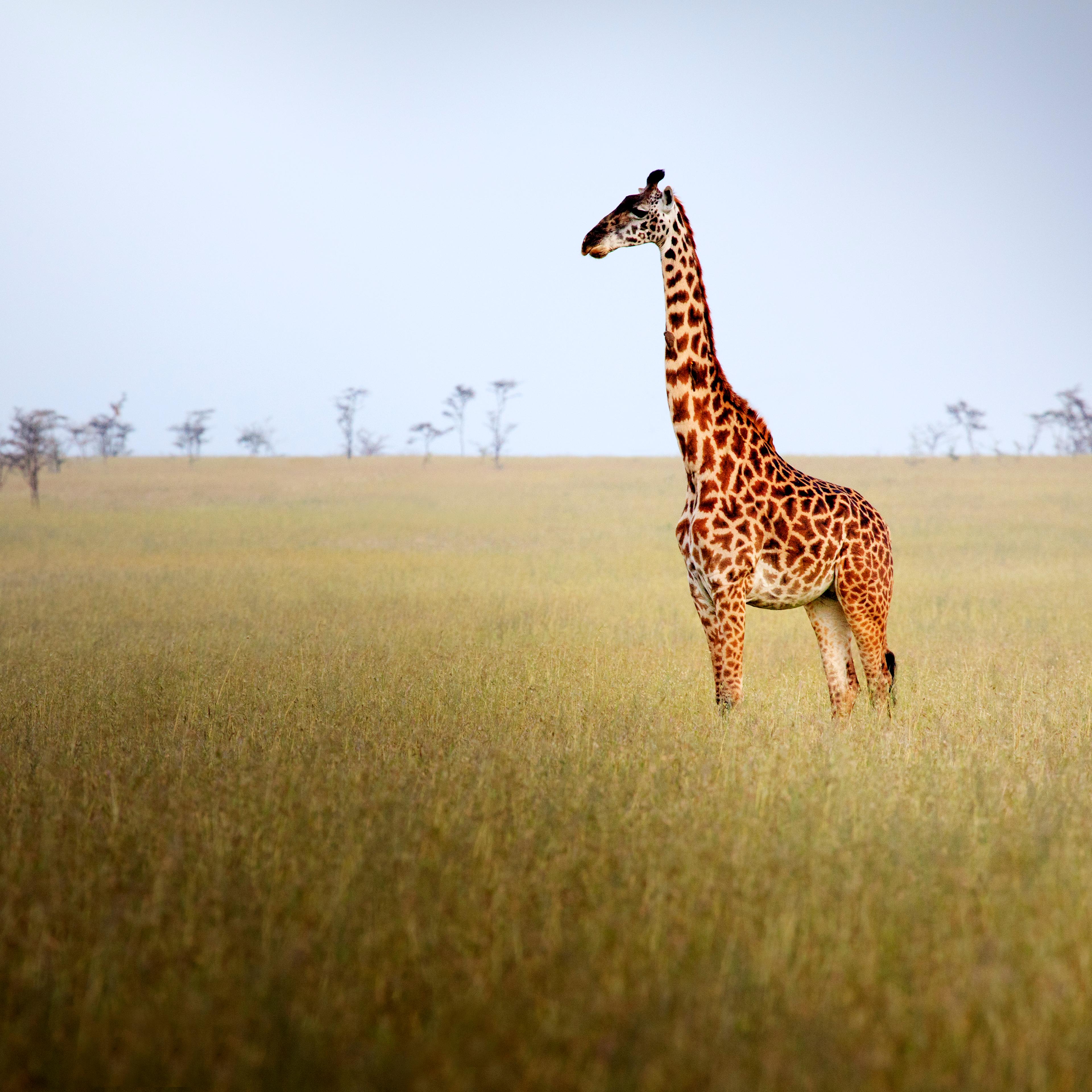 giraffe photo long necks