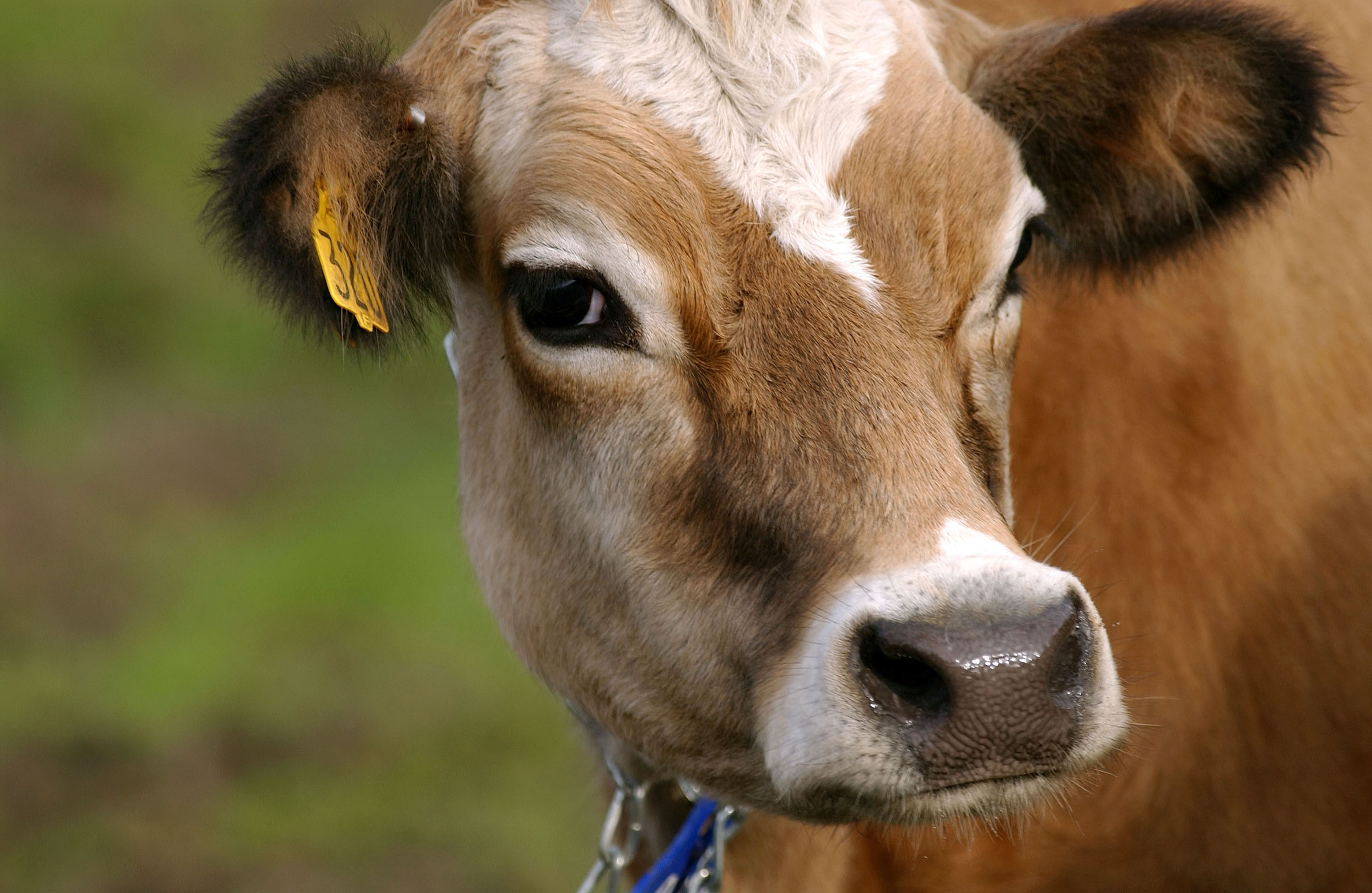 Cows Graze In California Fields