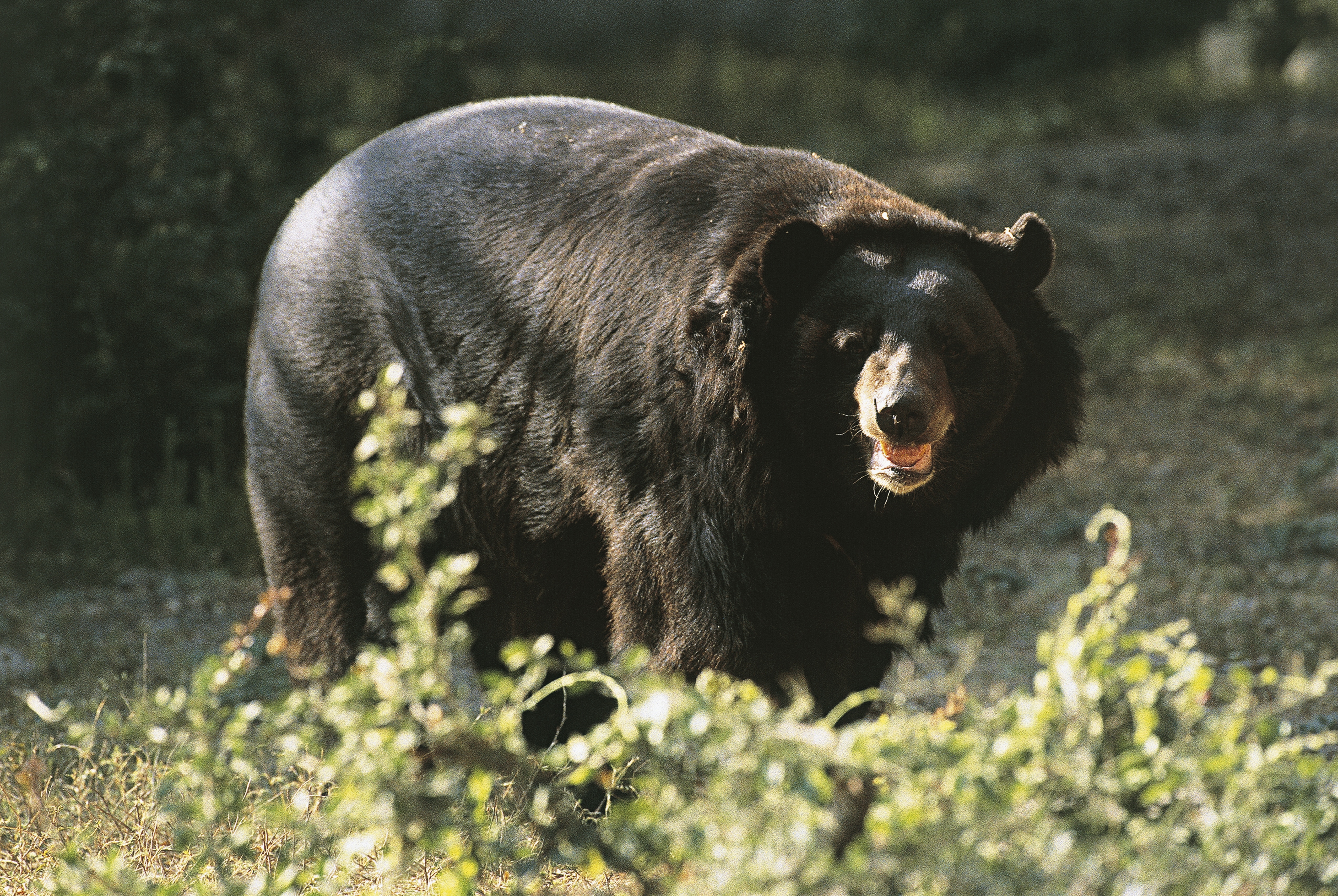 Asian black bear standing in the forest (Ursus thibetanus)