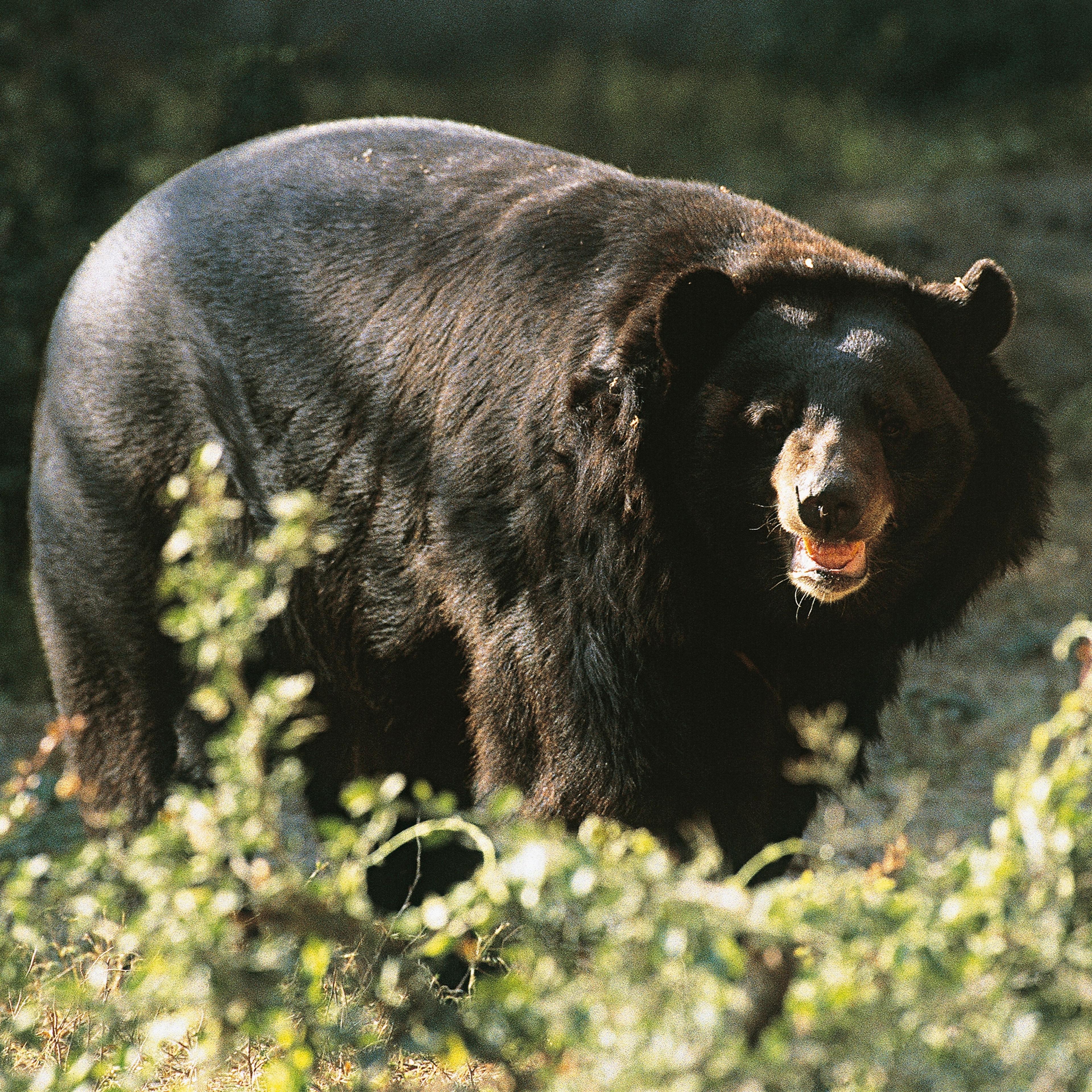 Asian black bear standing in the forest (Ursus thibetanus)