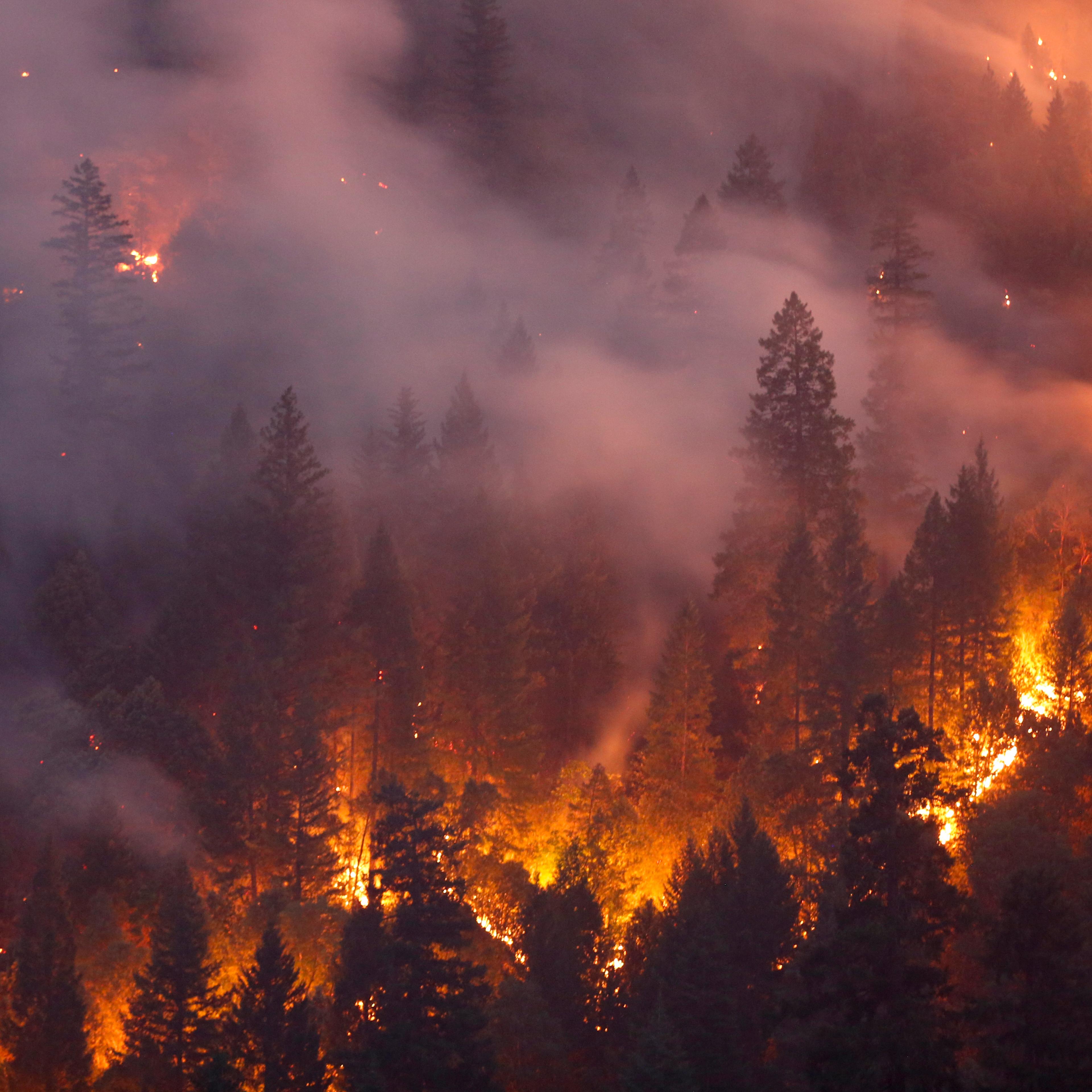 California wildfire burns trees