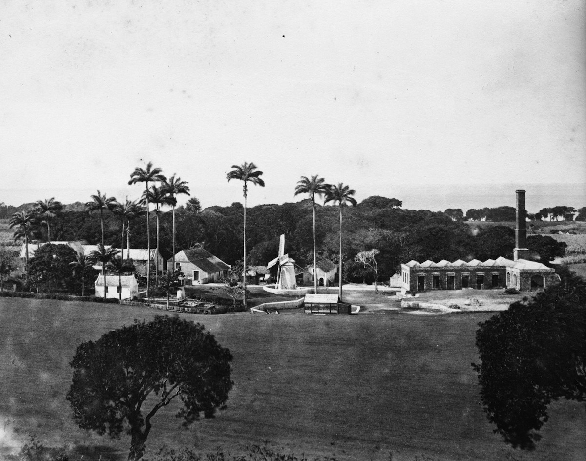 Sugar plantation, Barbados