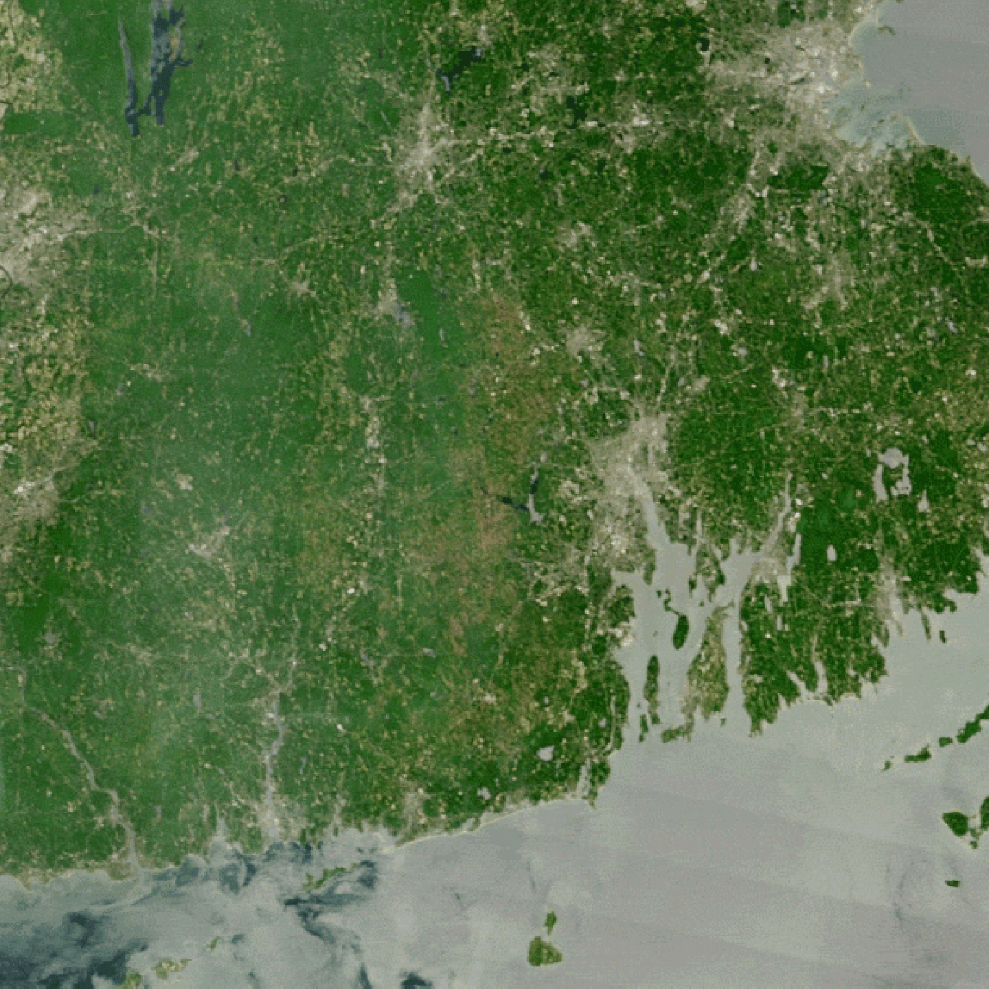 An outbreak of gypsy moth caterpillars was so severe that defoliation was apparent in satellite imagery collected by NASA’s Aqua and Terra satellites on May 25, 2016 and June 26, 2016. Healthy forests appear green, while defoliated areas have a gray-brow