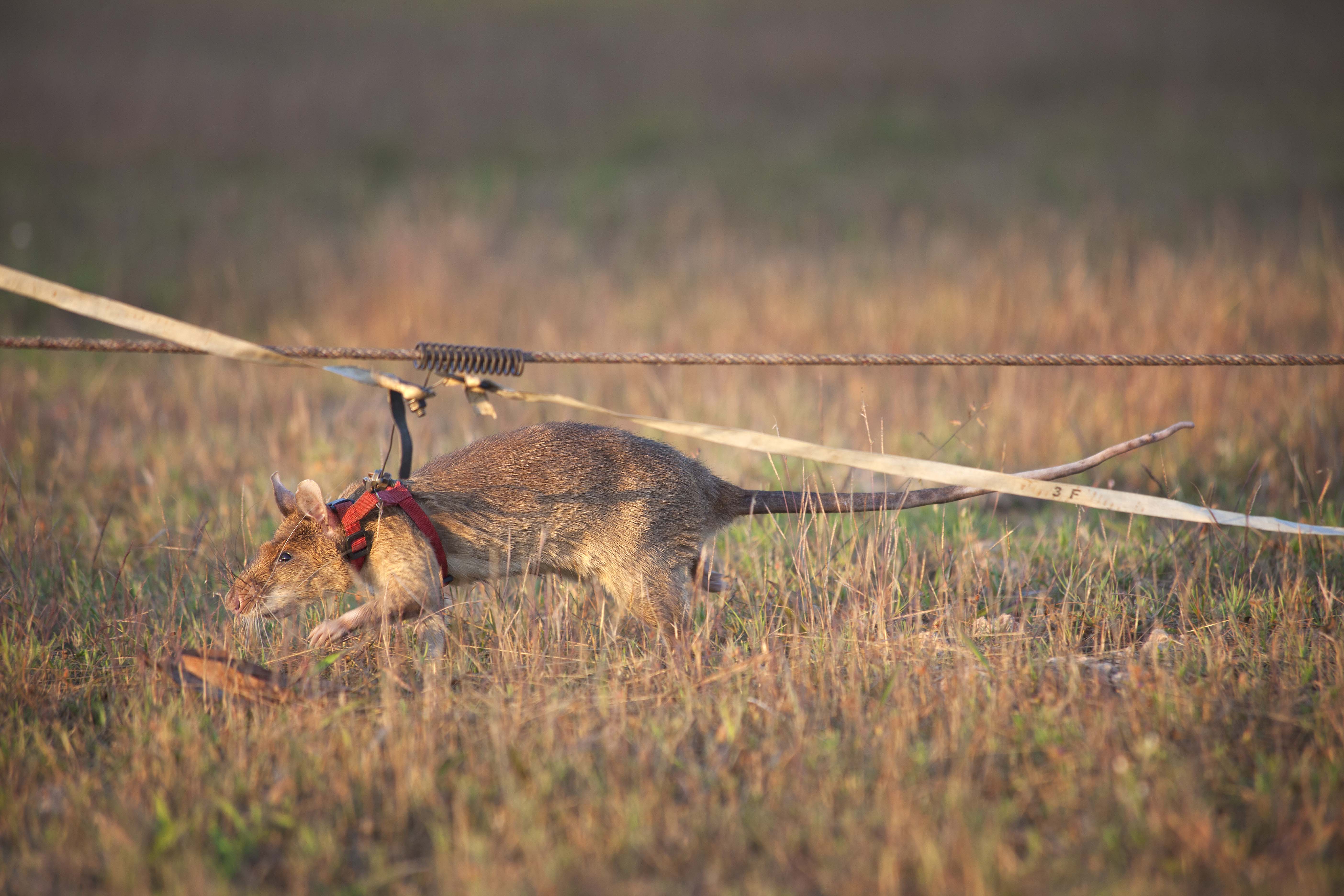 Magawa Dies: Landmine-Sniffing Rat Raised Awareness