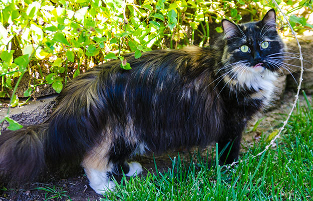 Sophie Smith's fur measures just over 10 inches at its longest point.