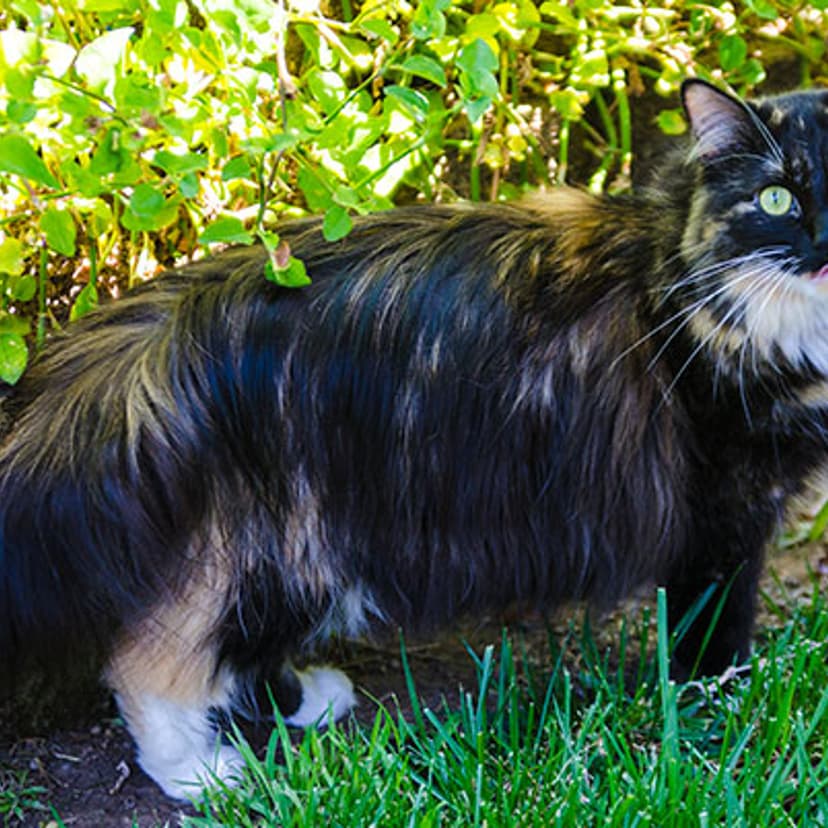 Sophie Smith's fur measures just over 10 inches at its longest point.