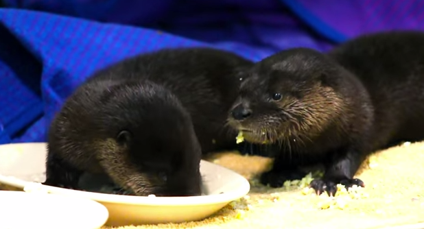 rescued baby otters eat scrambled eggs