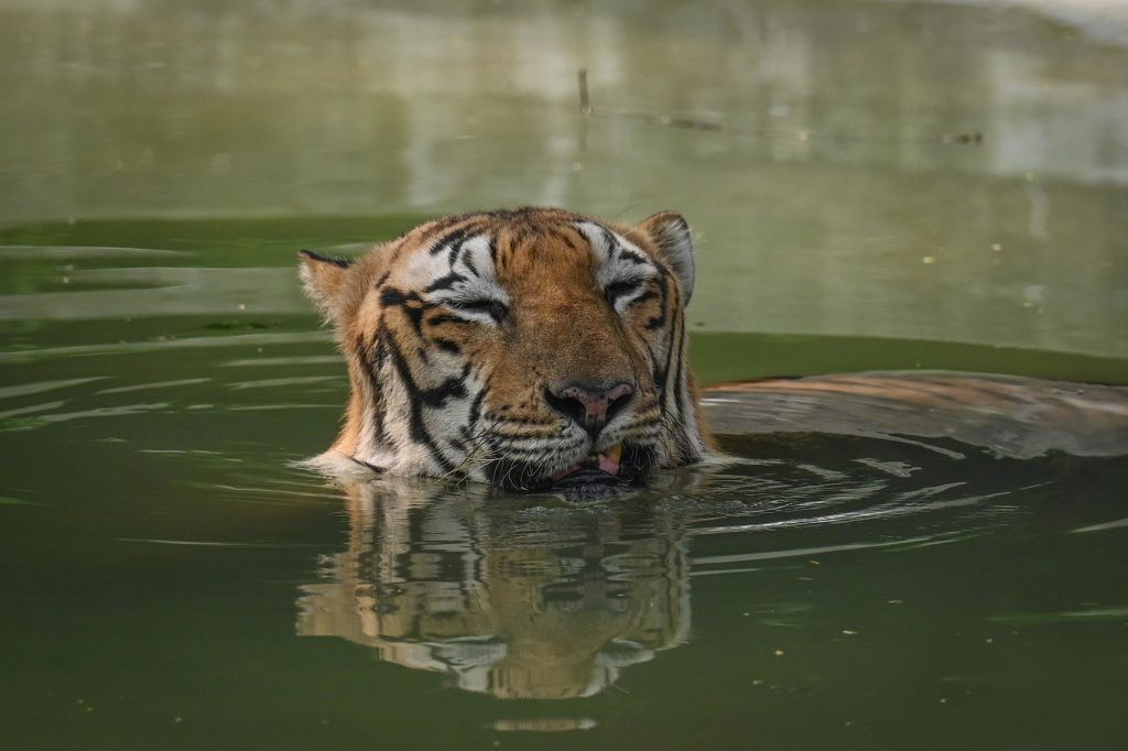 Birds And Animals At Delhi Zoo