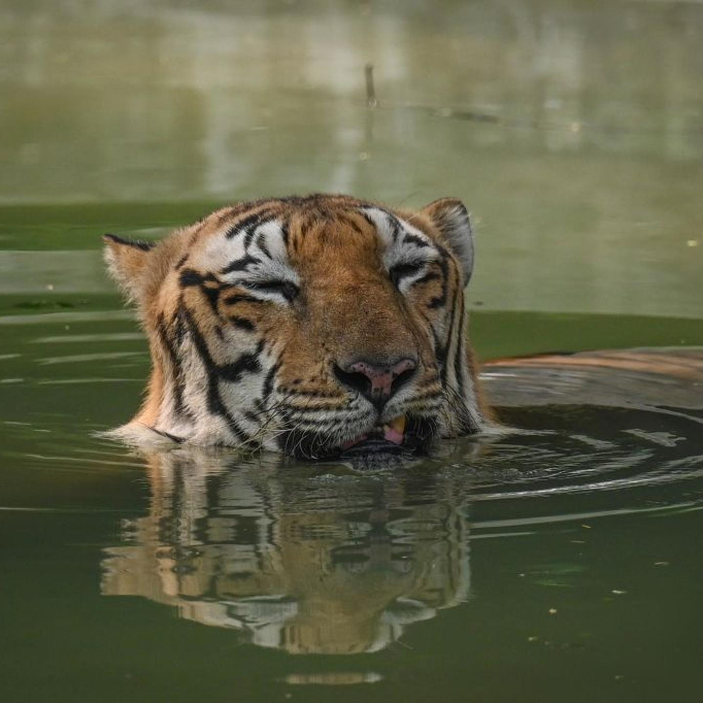 Birds And Animals At Delhi Zoo