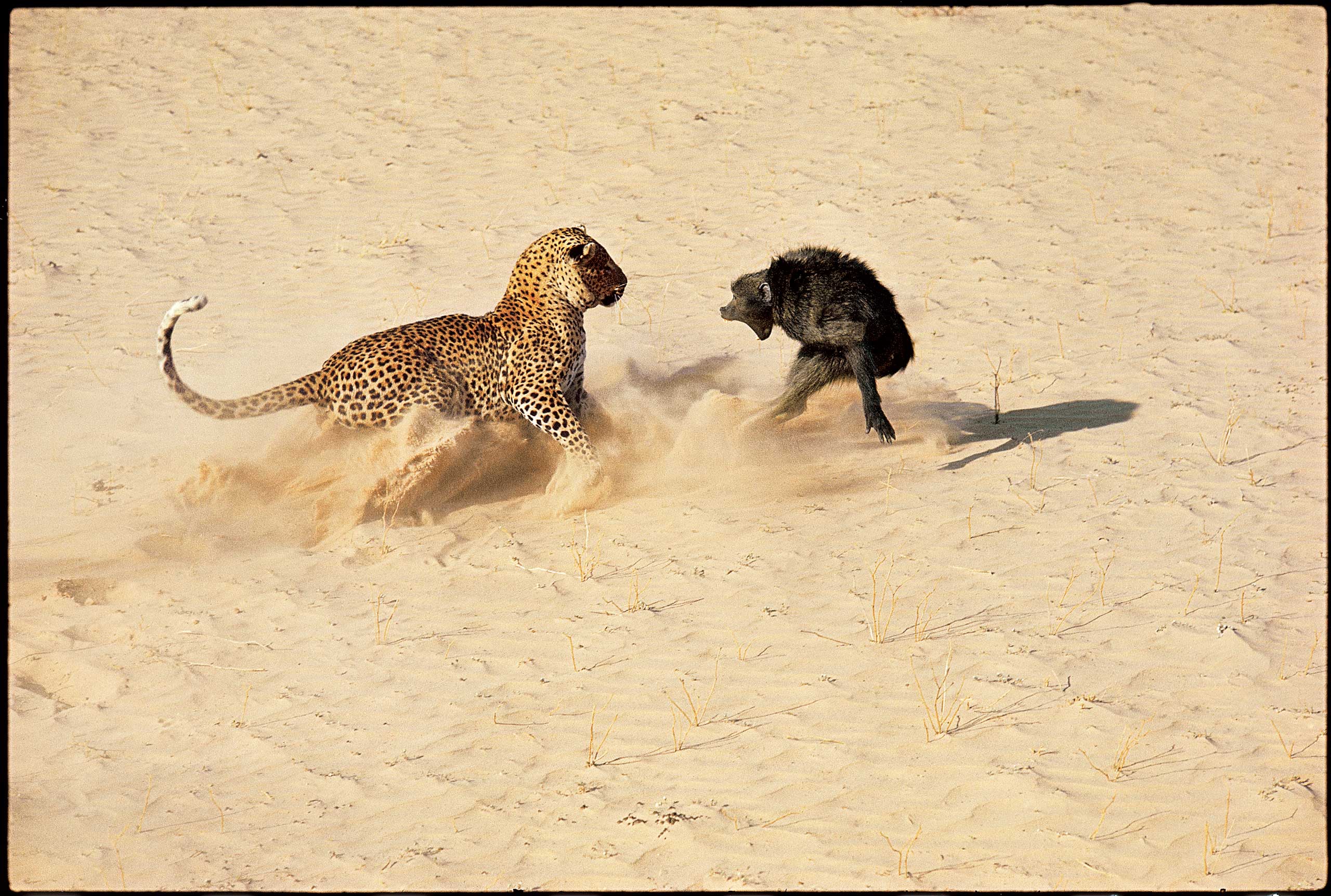 A leopard, seconds away from killing a terrified baboon, in a hair-raising picture that was, photographer John Dominis admits, entirely staged. Originally published in the January 6, 1967, issue of LIFE.