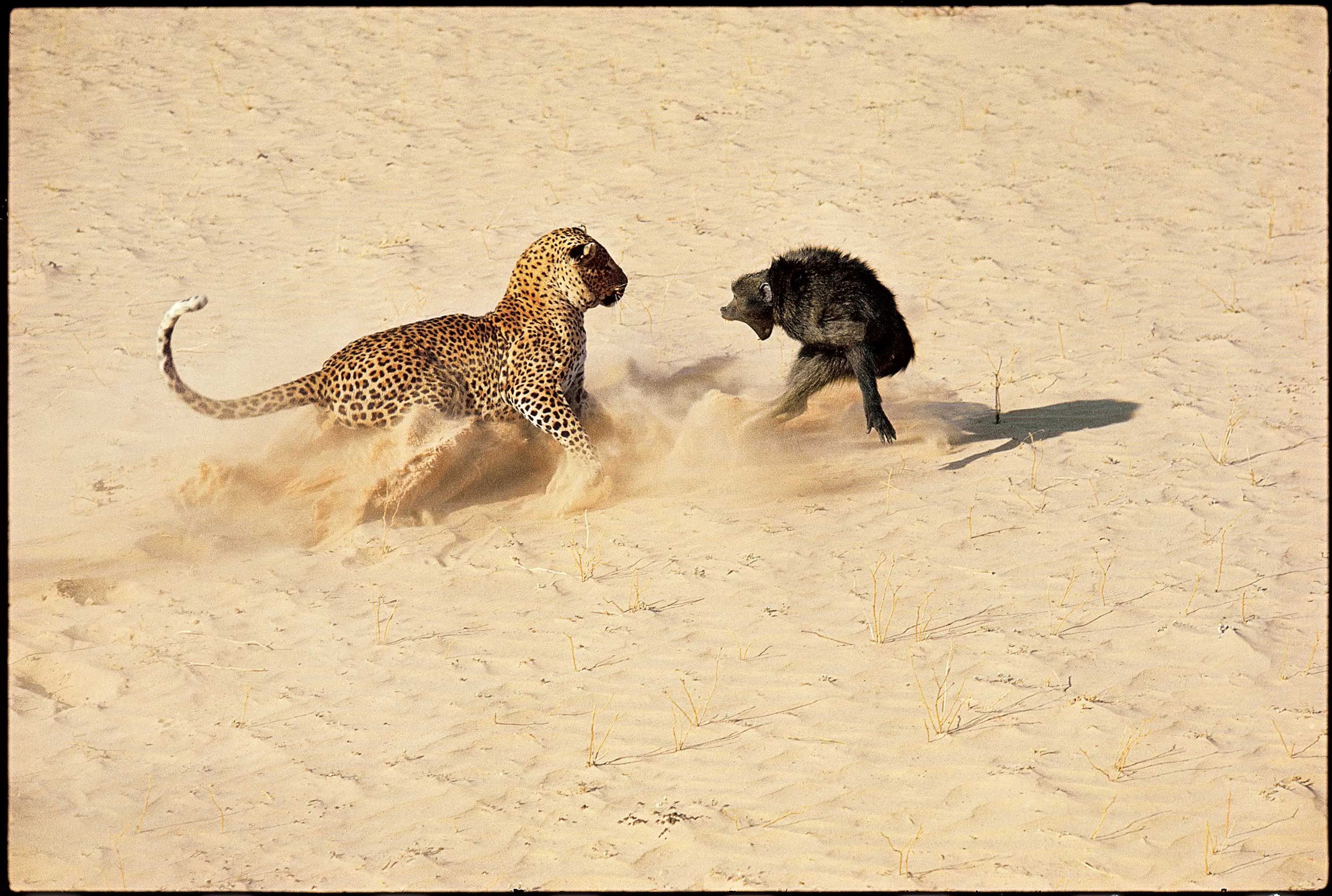 A leopard, seconds away from killing a terrified baboon, in a hair-raising picture that was, photographer John Dominis admits, entirely staged. Originally published in the January 6, 1967, issue of LIFE.