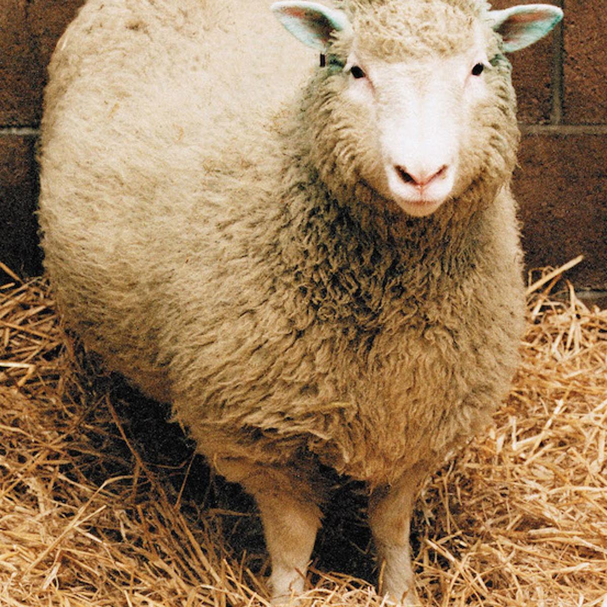 Dolly the Sheep