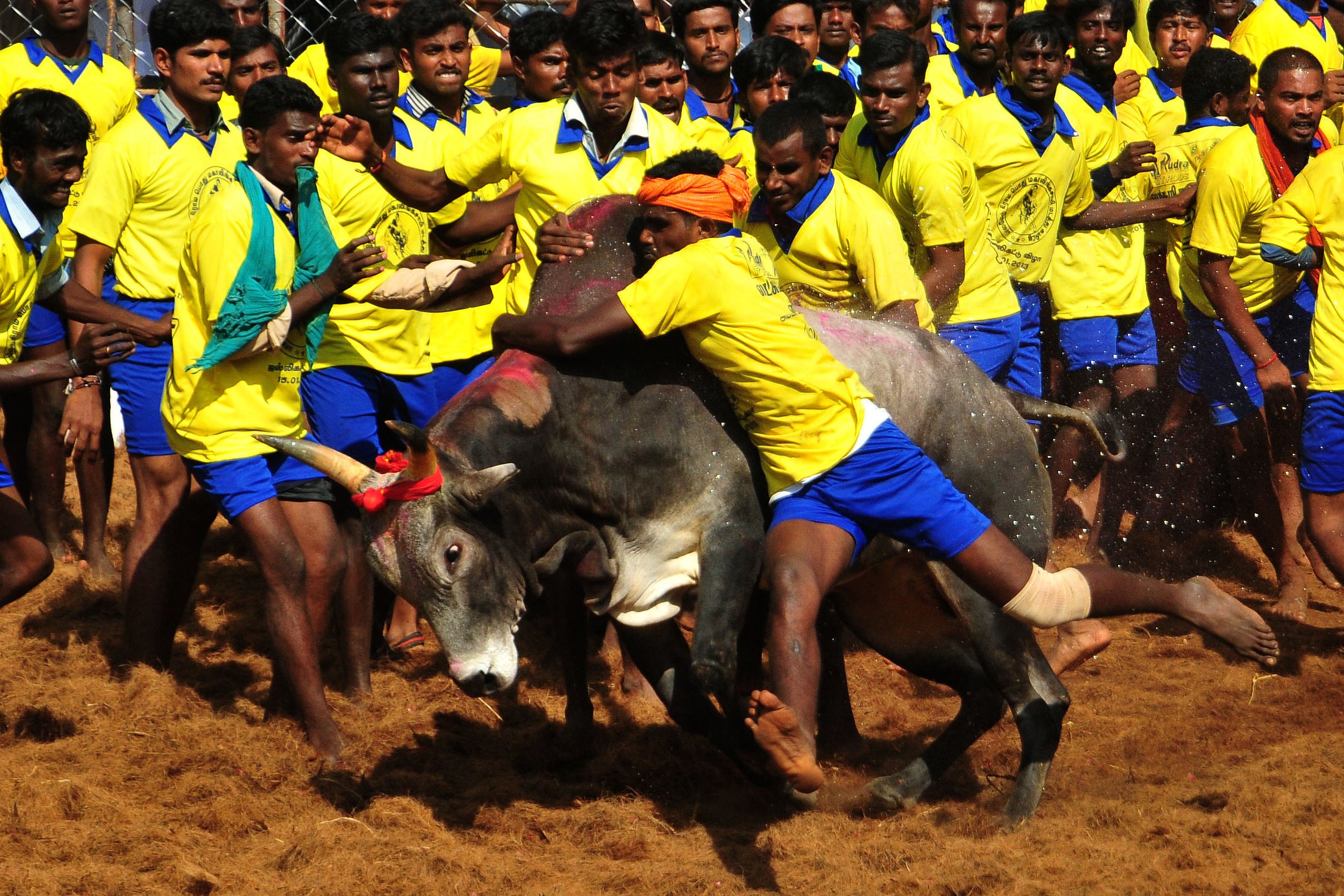 INDIA-ANIMAL-FESTIVAL-JALLIKATTU