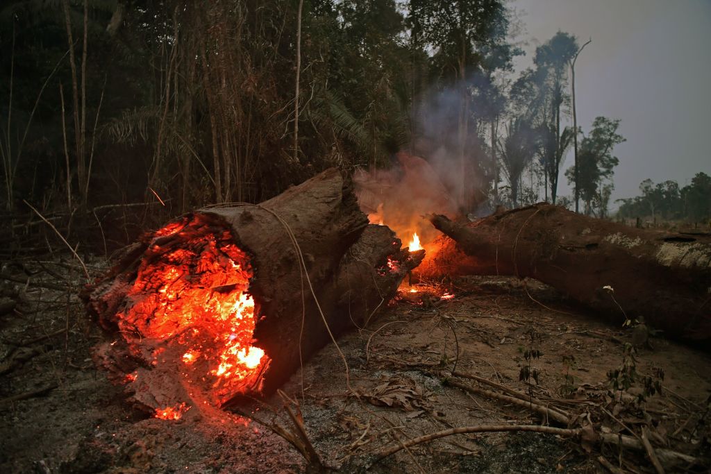 The Real Reason the Amazon is on Fire