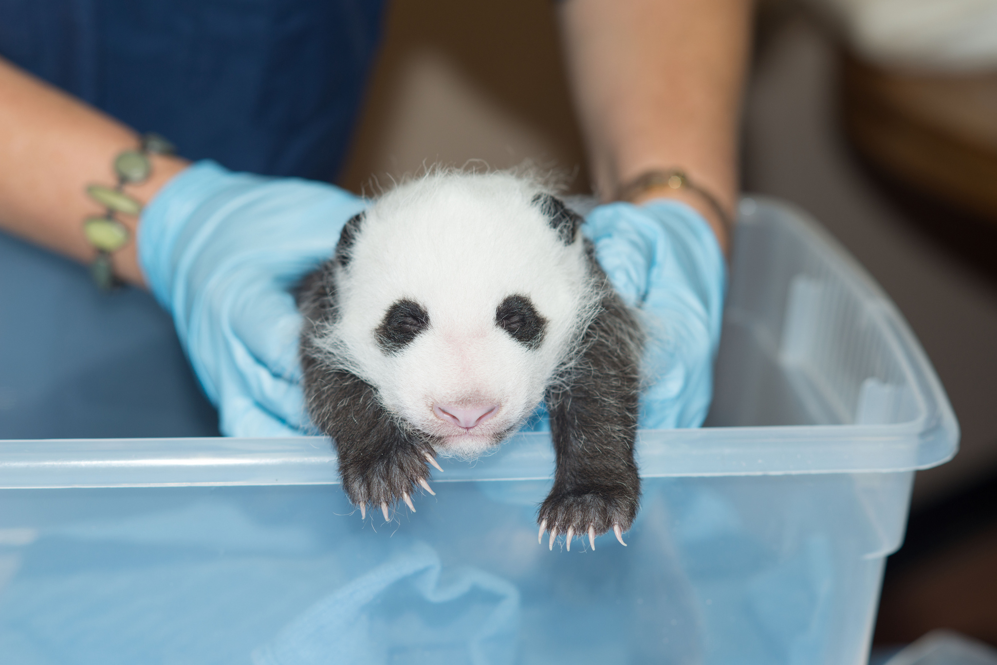 Baby Giant Panda Takes First Steps at National Zoo