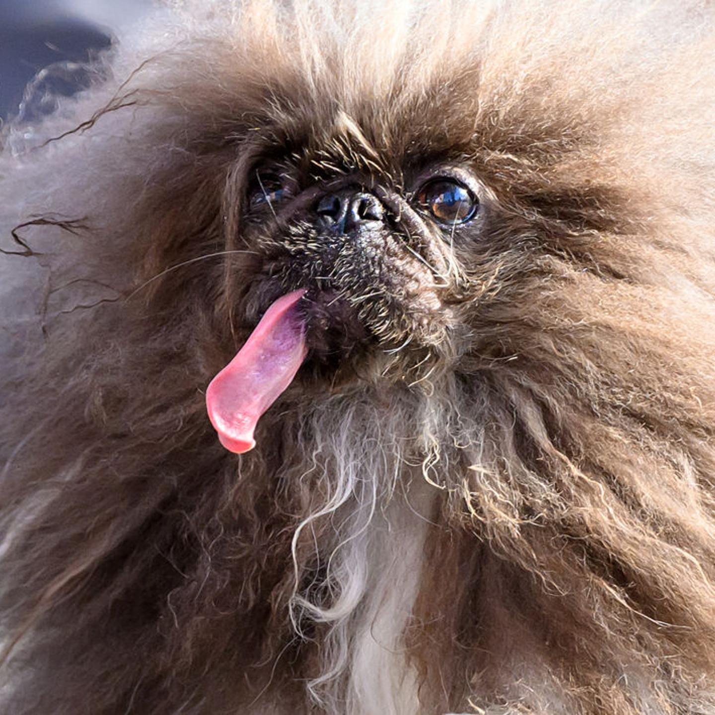 TOPSHOT-US-ANIMAL-DOG
