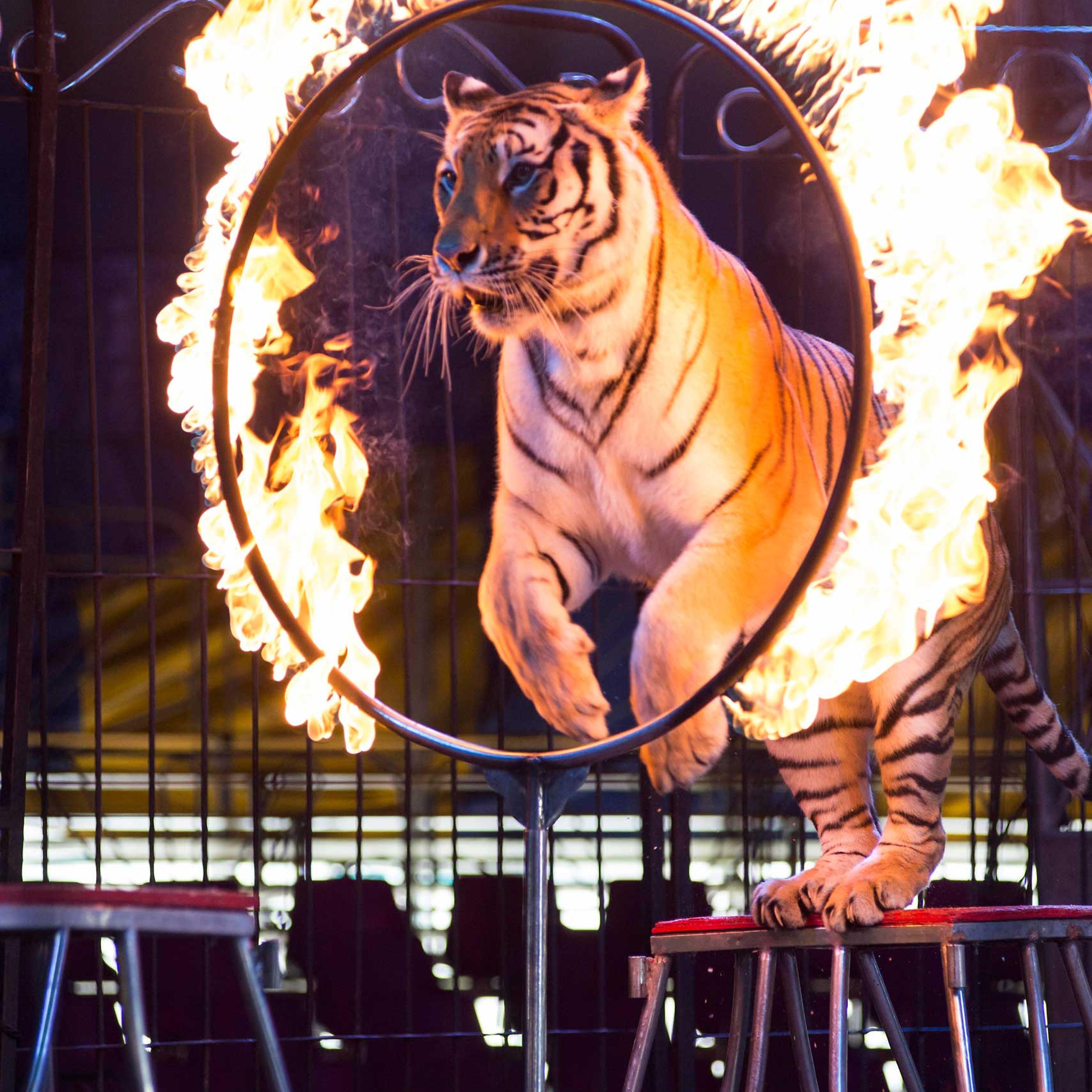 A tiger jumps through a ring of fire during a performance of the Fuentes Gasca Brothers Circus in Mexico City, June 22, 2014.