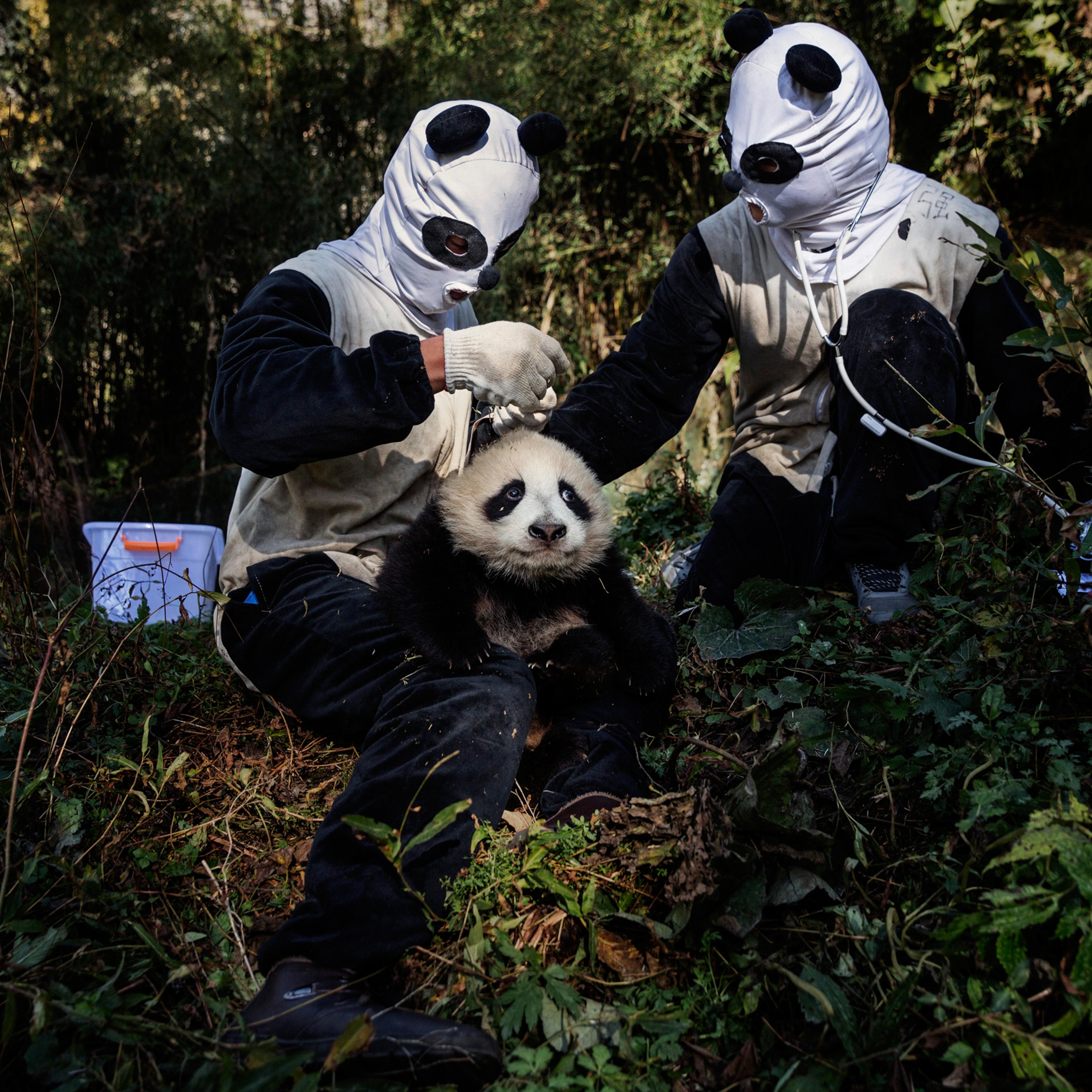 Dressed in panda costumes, researchers in Wolong, the home of China’s panda-conservation efforts, check a 4-month-old female cub