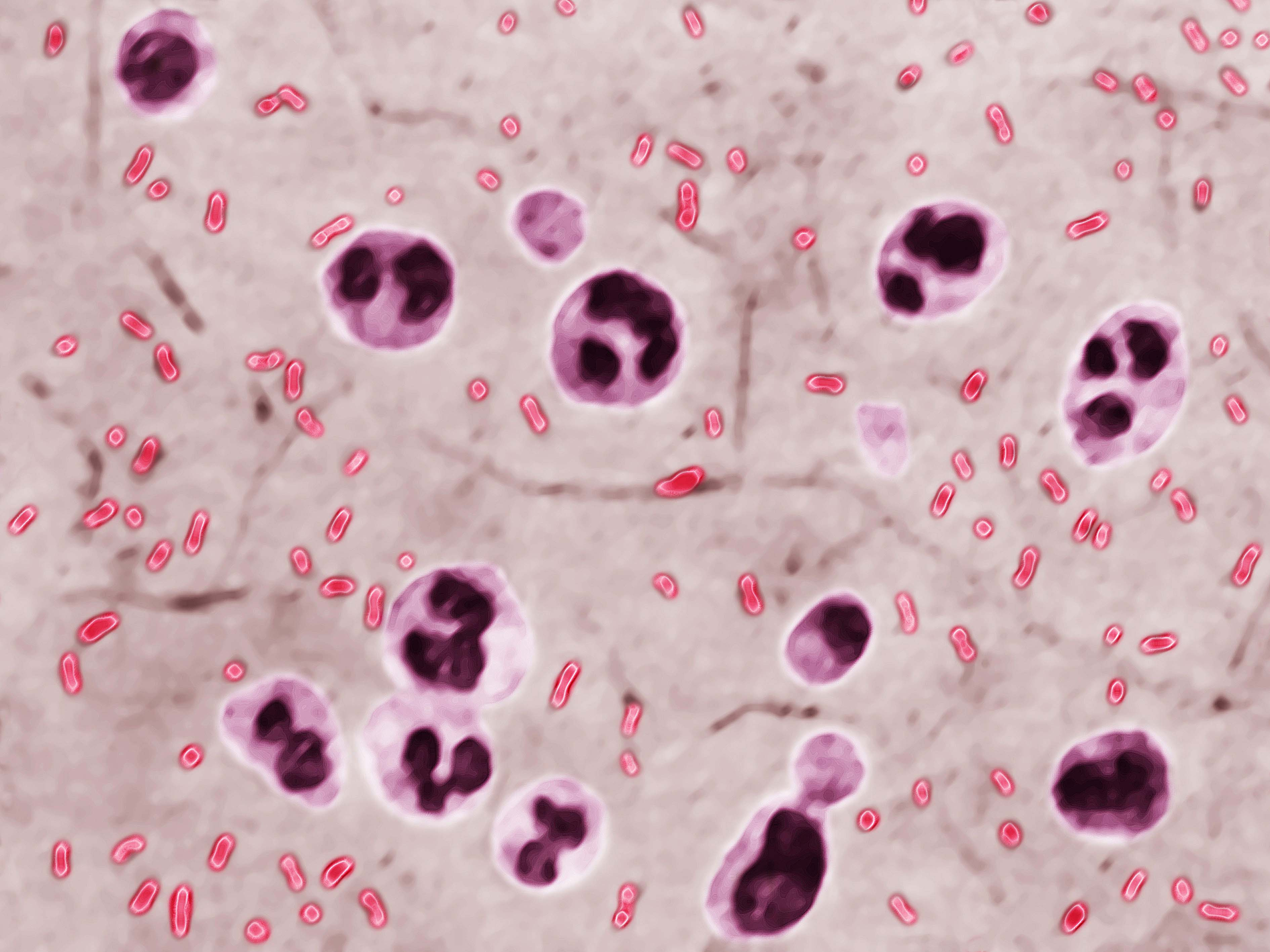 Yersinia Pestis