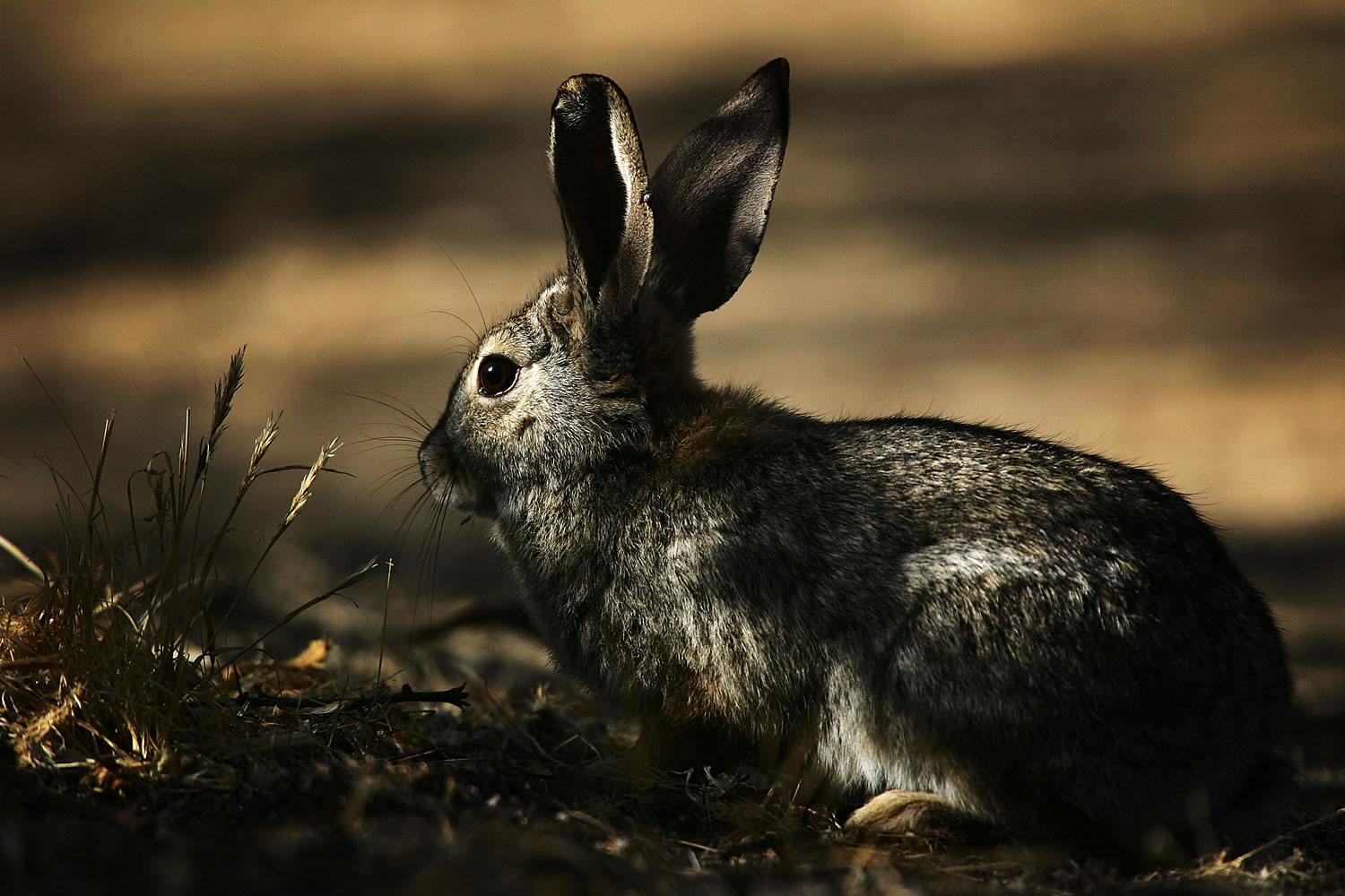 How Rabbits Can Save the World (It Ain’t Pretty)