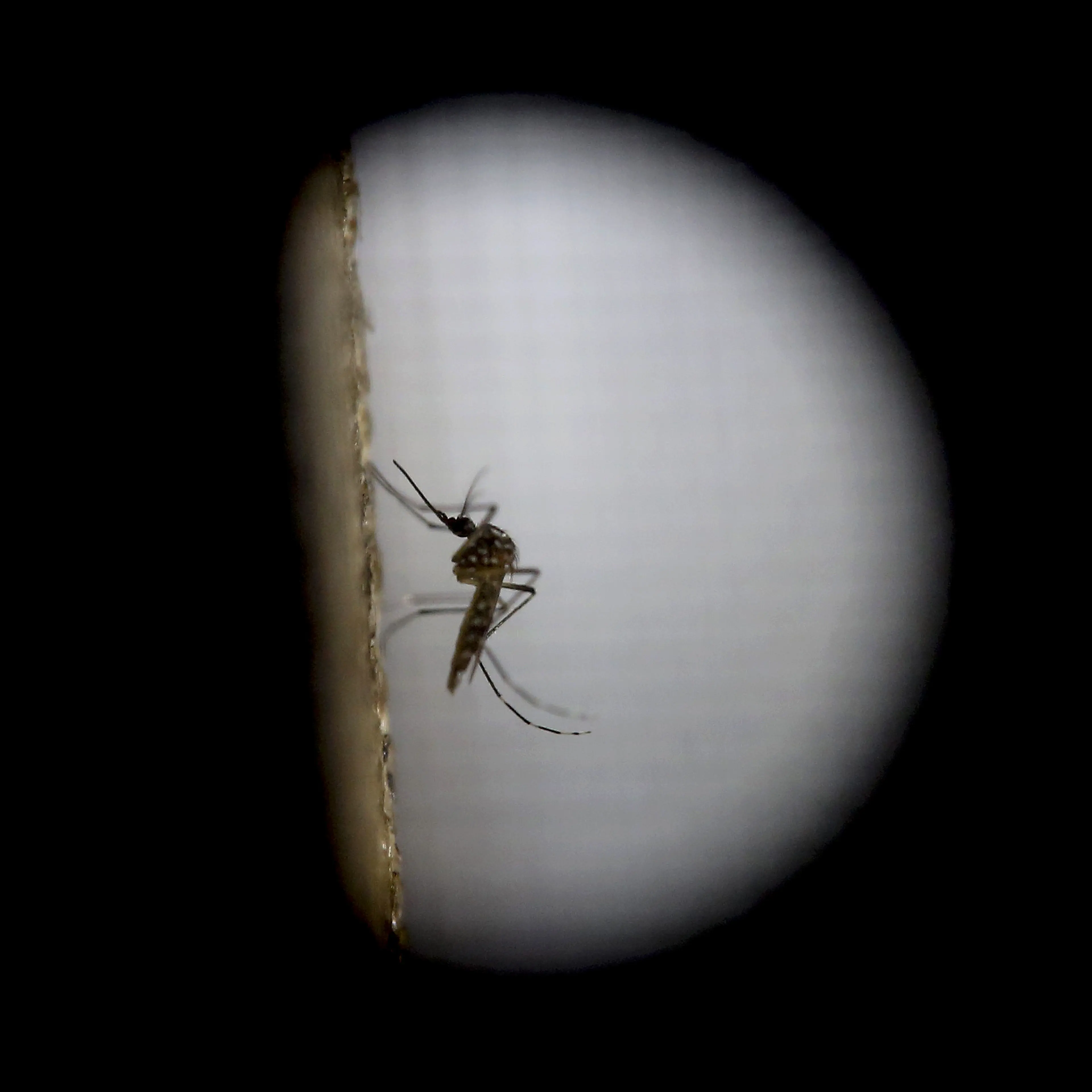 Lab Testing & Fumigation Operations As Guatemala Fights Spread Of Zika Virus