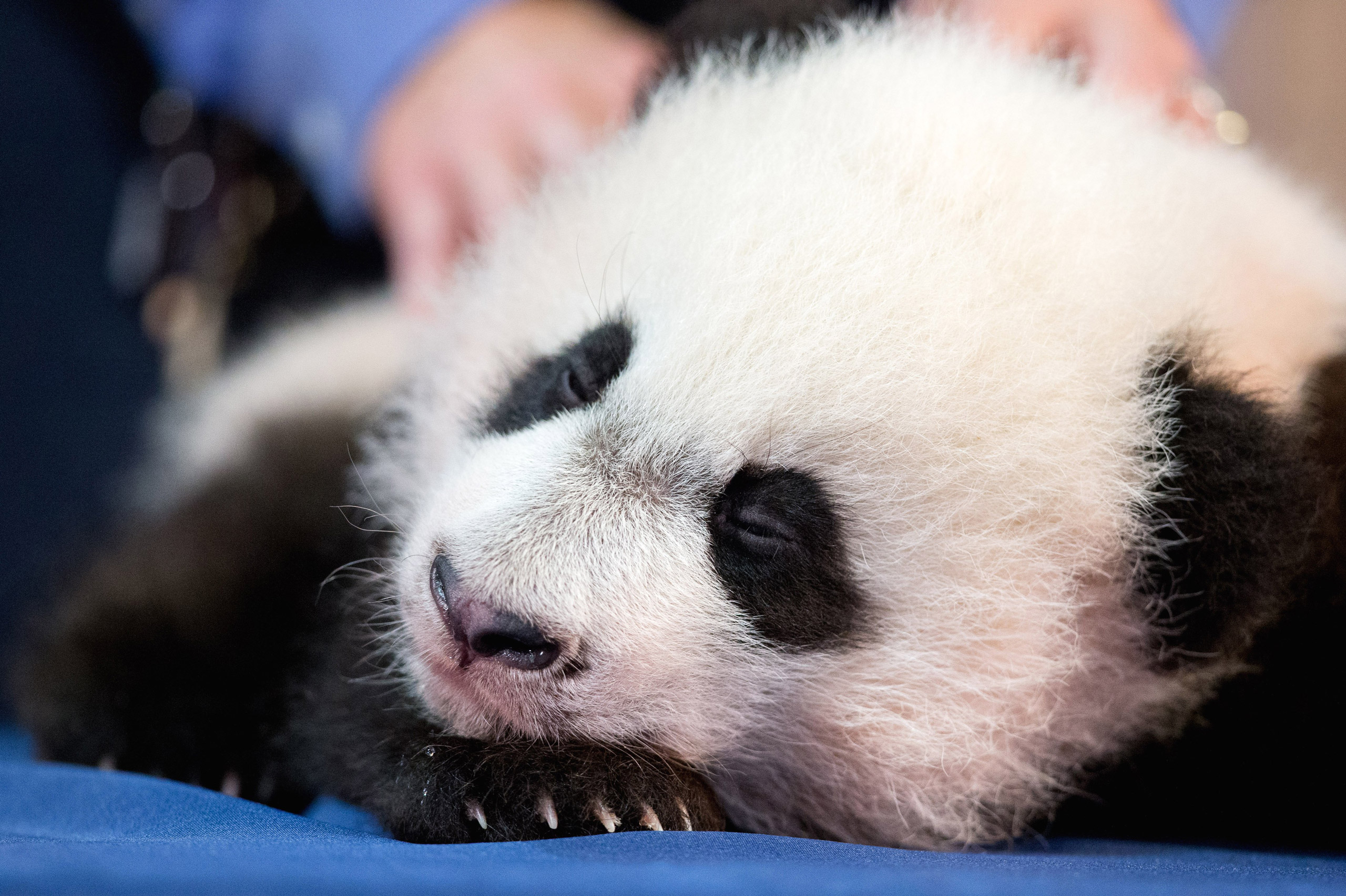 Bei Bei Bei, the National Zoo's newest panda and offspring of Mei Xiang and Tian Tian, falls asleep while being presented for members of the media at the National Zoo in Washington, Monday, Dec. 14, 2015. Bei Bei will be making his public debut on Januar
