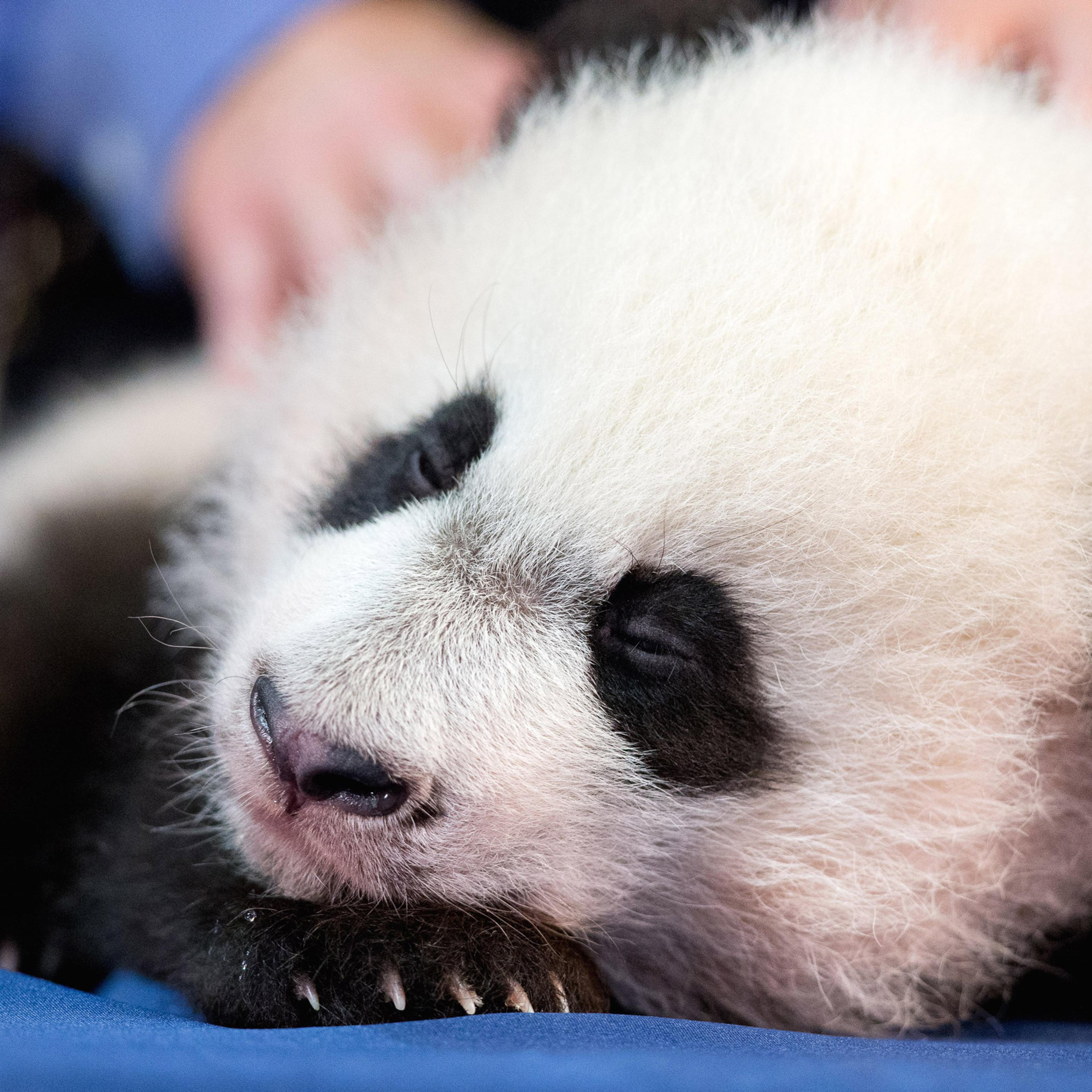 Bei Bei Bei, the National Zoo's newest panda and offspring of Mei Xiang and Tian Tian, falls asleep while being presented for members of the media at the National Zoo in Washington, Monday, Dec. 14, 2015. Bei Bei will be making his public debut on Januar