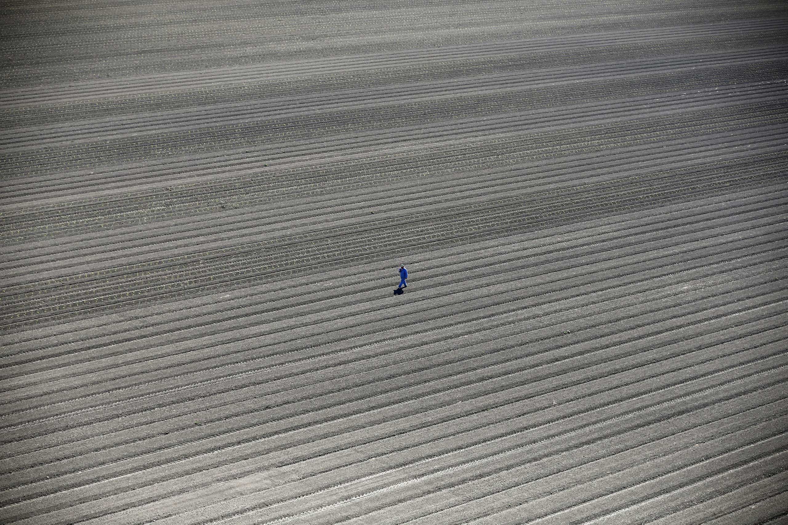A worker walks through farm fields in Los Banos
