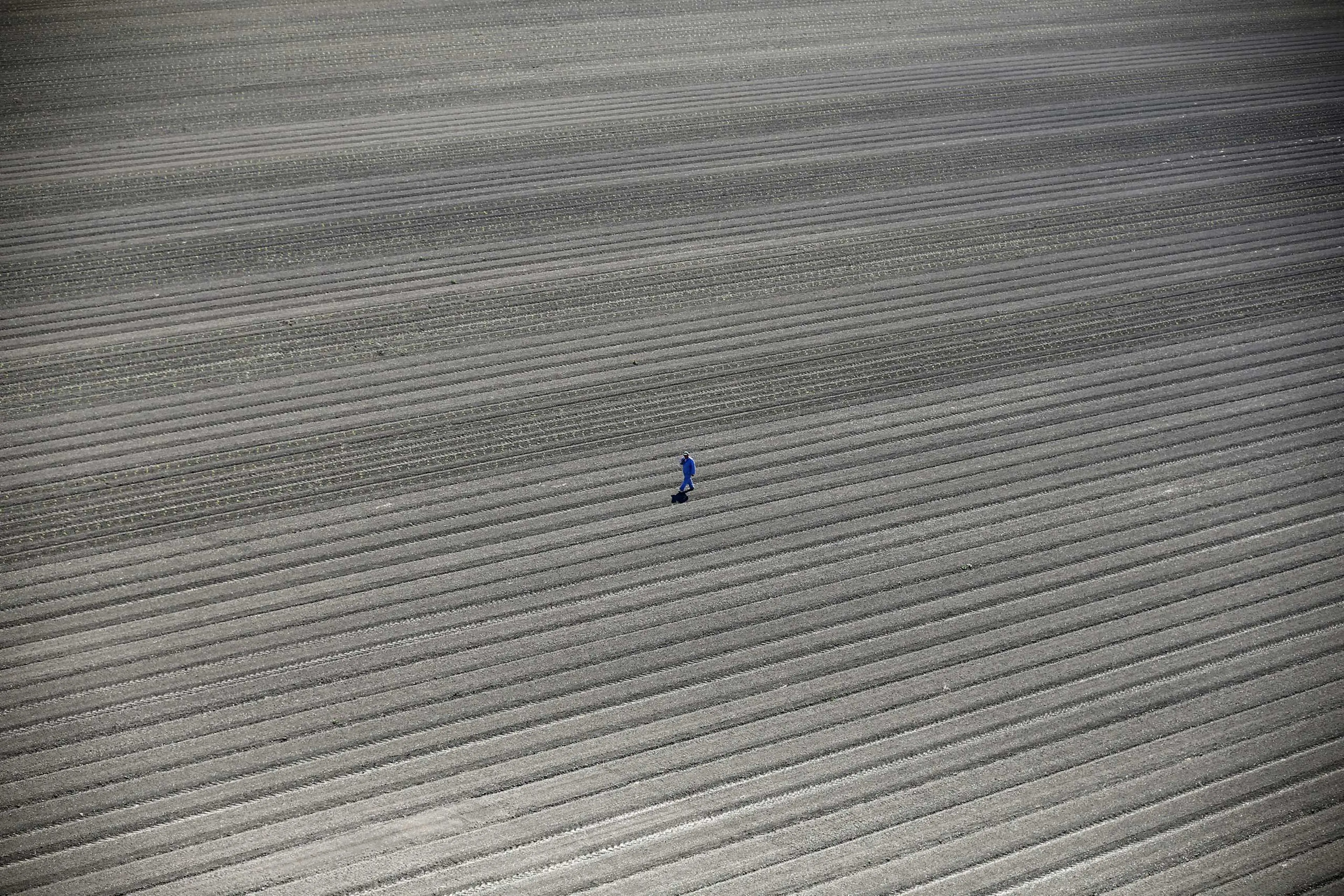 A worker walks through farm fields in Los Banos