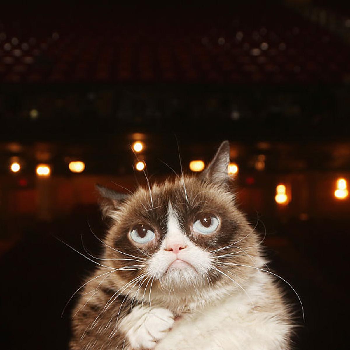 Grumpy Cat Visits The Broadway Cast of "Cats"