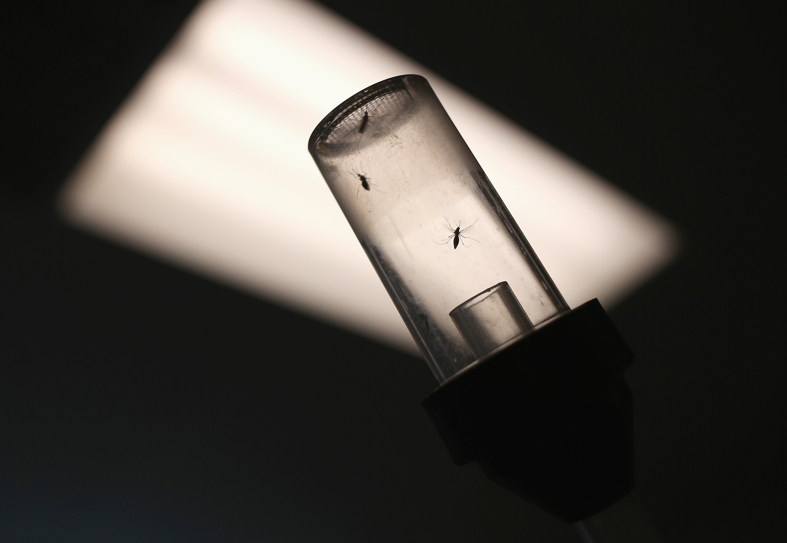 Mosquitos caught for testing await shipment to a labi n McAllen, Texas on April 14, 2016.