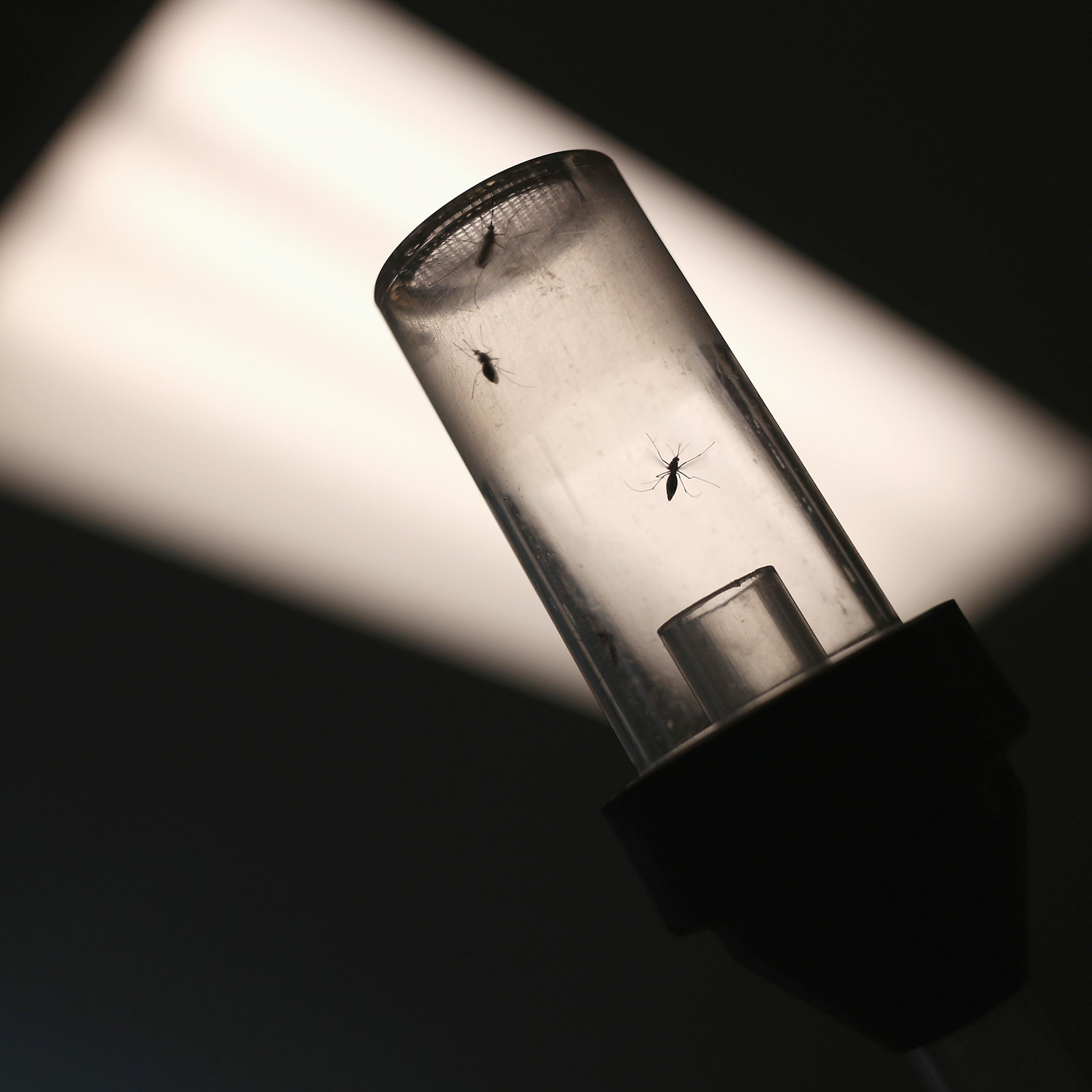 Mosquitos caught for testing await shipment to a labi n McAllen, Texas on April 14, 2016.