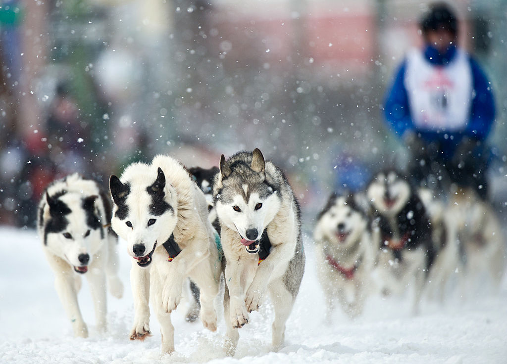 John Norris drives a team of Siberian huskies down Fourth Avenue in Anchorage, Alaska, at the start of the Fur Rendezvous Open World Championship Sled Dog Race, on Feb. 22, 2013.
