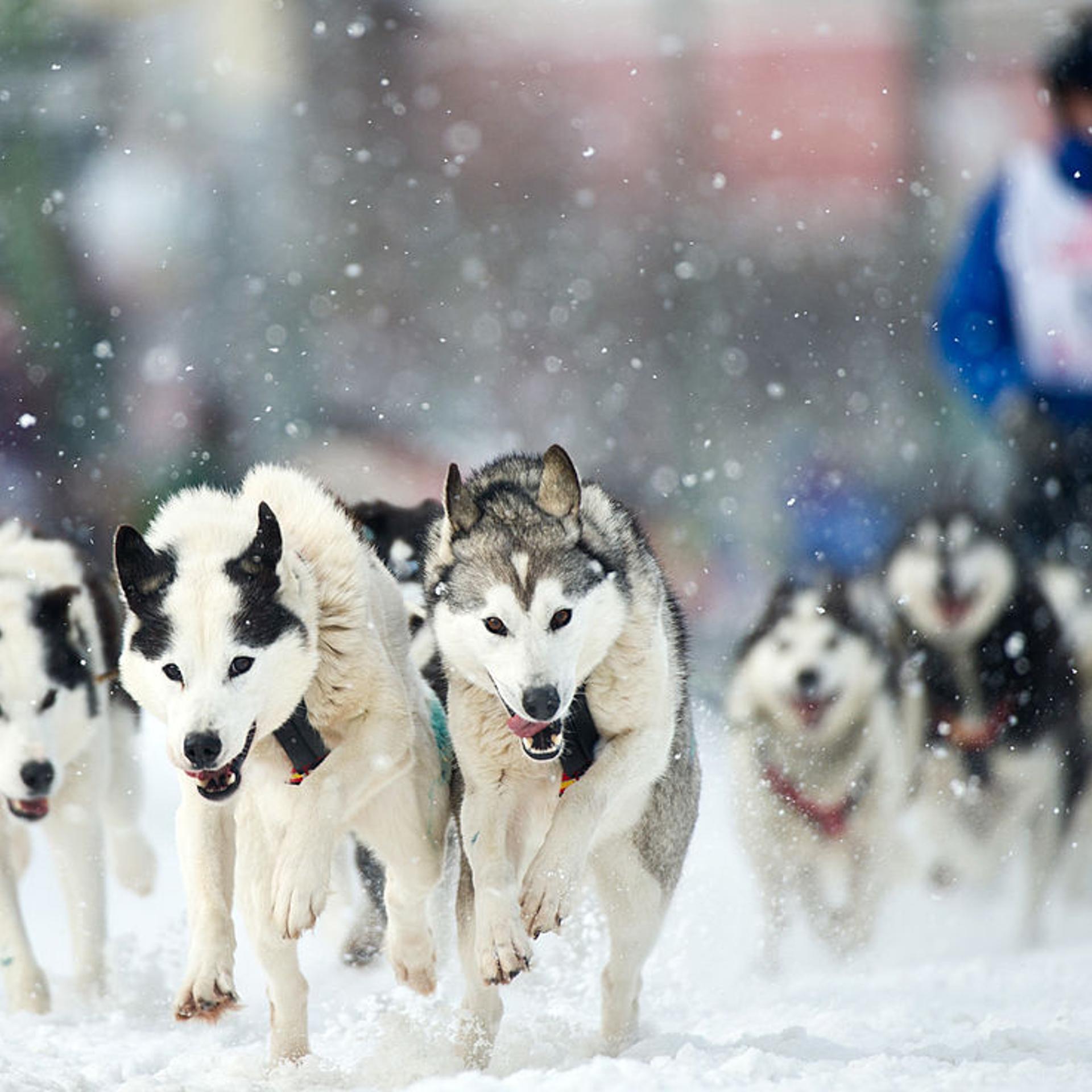 John Norris drives a team of Siberian huskies down Fourth Avenue in Anchorage, Alaska, at the start of the Fur Rendezvous Open World Championship Sled Dog Race, on Feb. 22, 2013.