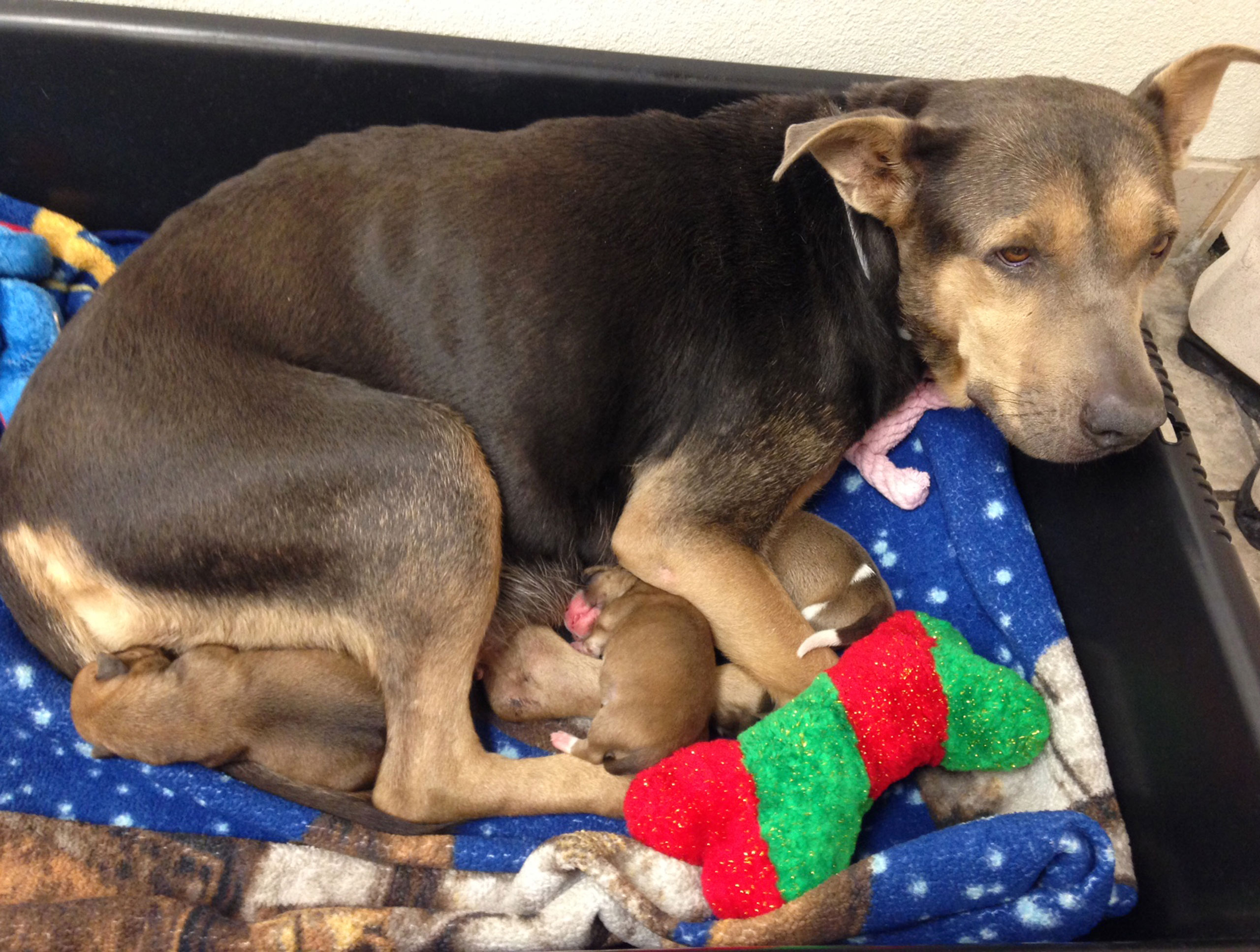 In this photo provided by the Arizona Humane Society a rescued puppy is reunited with its mother in Phoenix, Friday, Aug. 21, 2015. Police serving a drug-related search warrant at a Phoenix home found themselves part of a 10-hour rescue effort to free a 