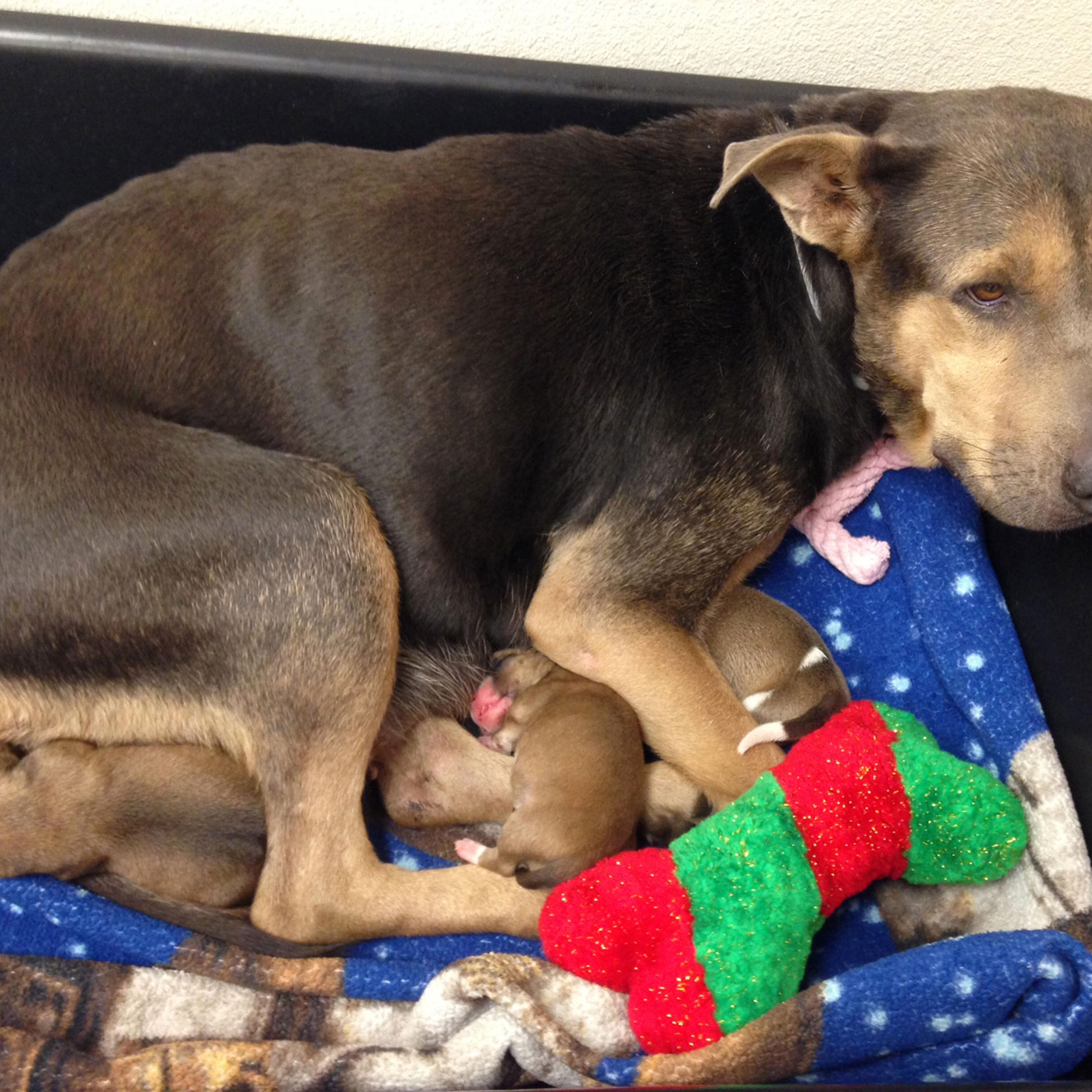 In this photo provided by the Arizona Humane Society a rescued puppy is reunited with its mother in Phoenix, Friday, Aug. 21, 2015. Police serving a drug-related search warrant at a Phoenix home found themselves part of a 10-hour rescue effort to free a