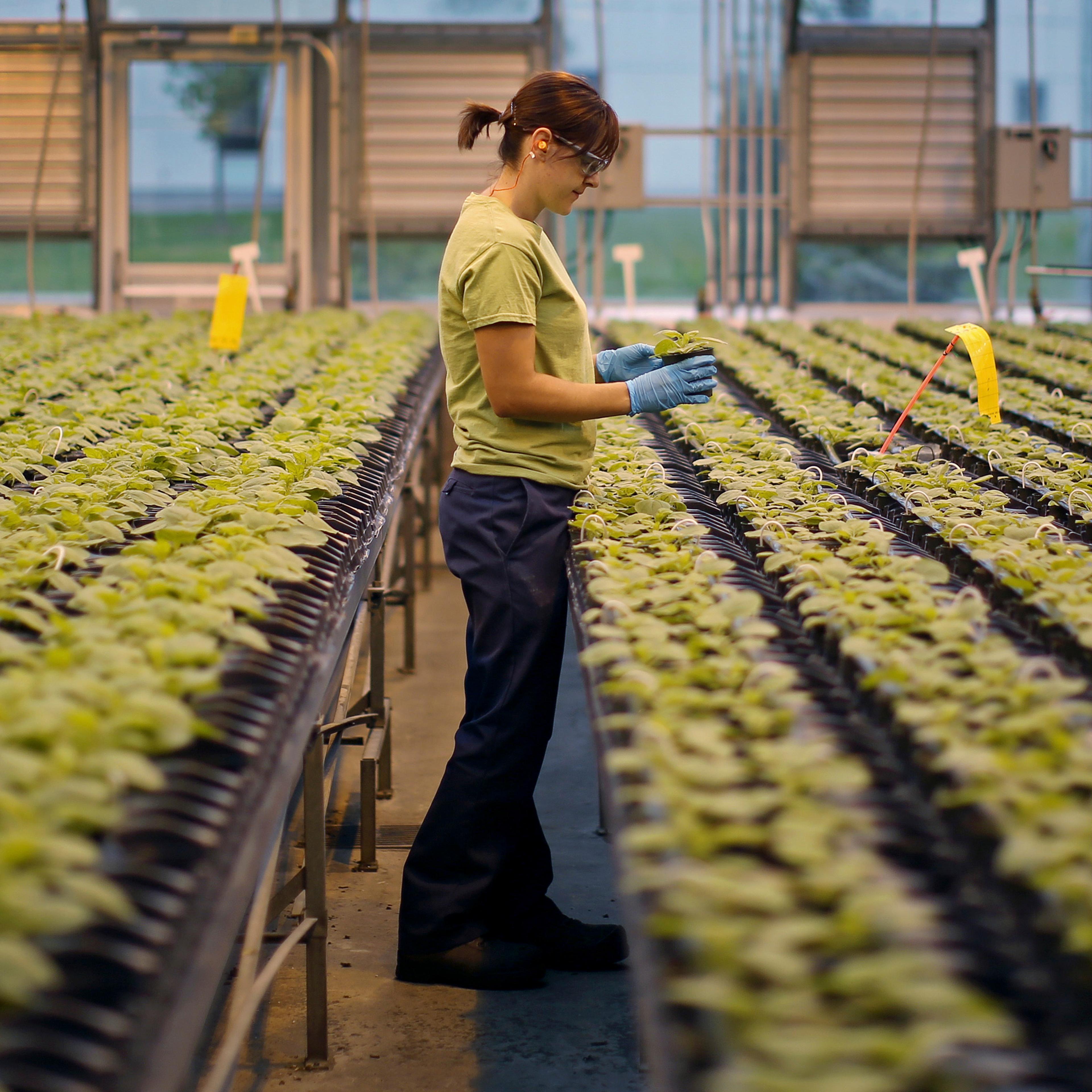 An worker inspects the Nicotiana benthamiana plants at Medicago greenhouse in Quebec City