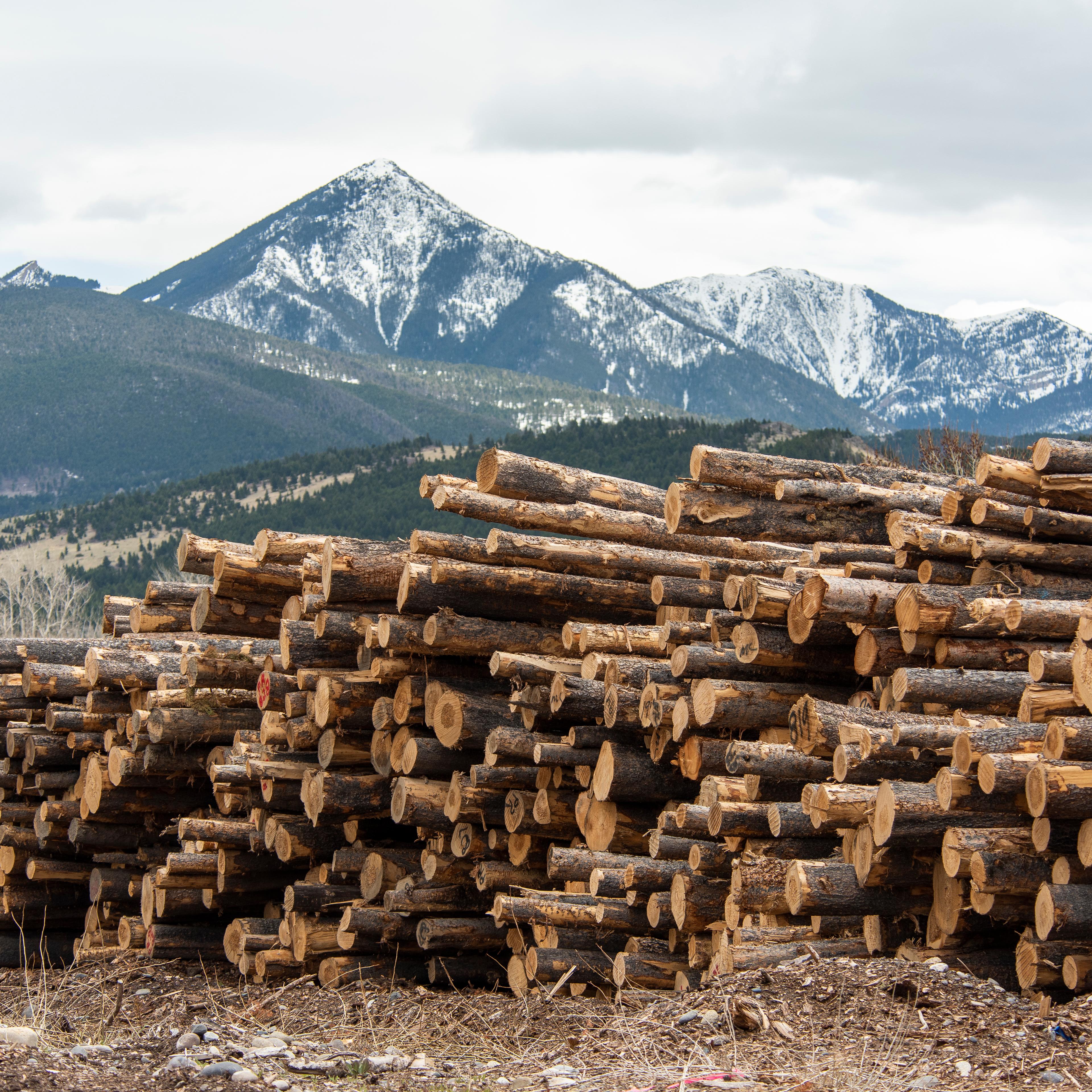 Processing Mill In Montana Runs At Full Capacity As Lumber Prices Soar