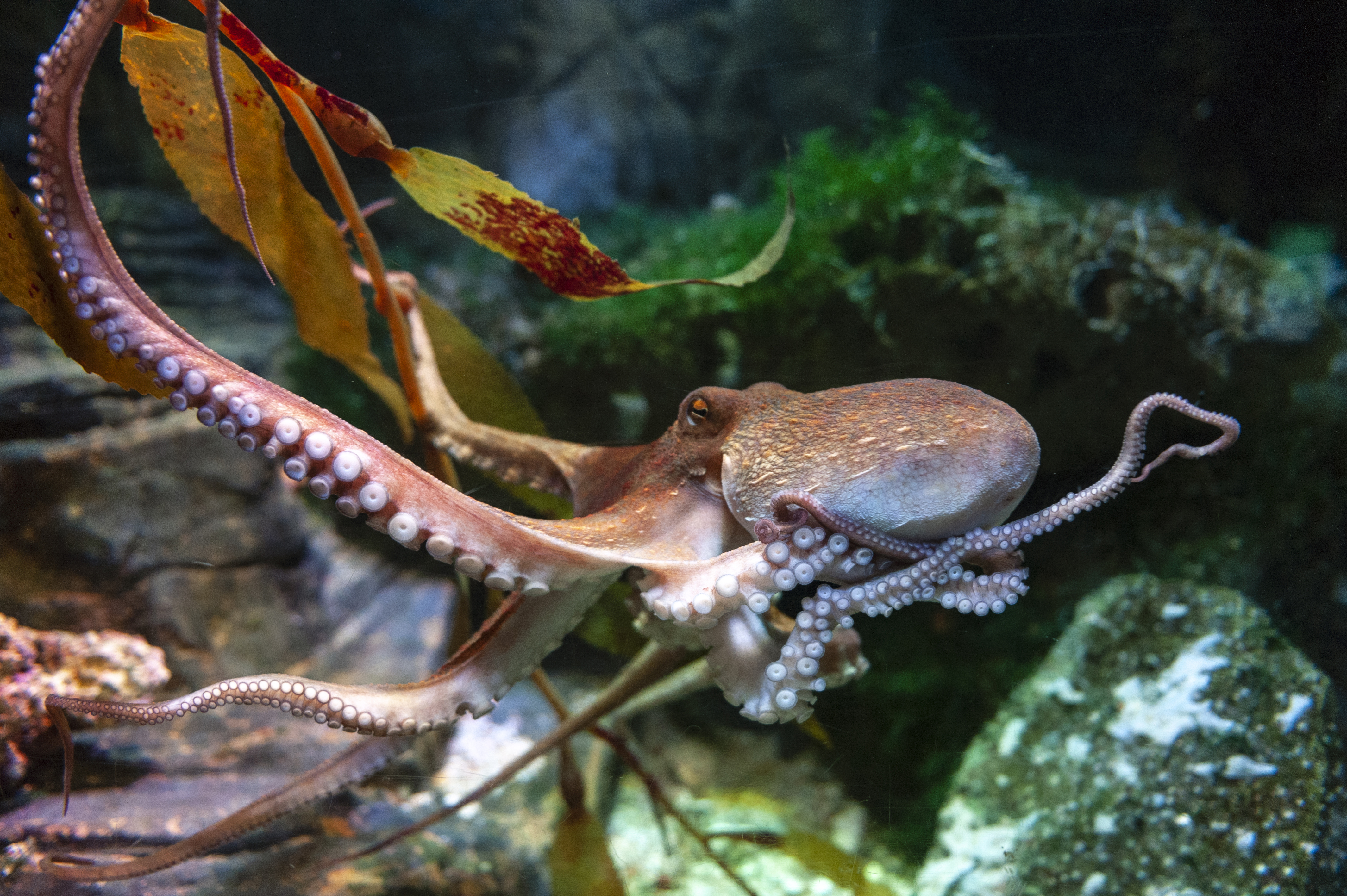 Octopus (Octopus vulgaris), a soft-bodied, eight-armed mollusc grouped within the class Cephalopoda with squids, cuttlefish and nautiloids, in an aquarium