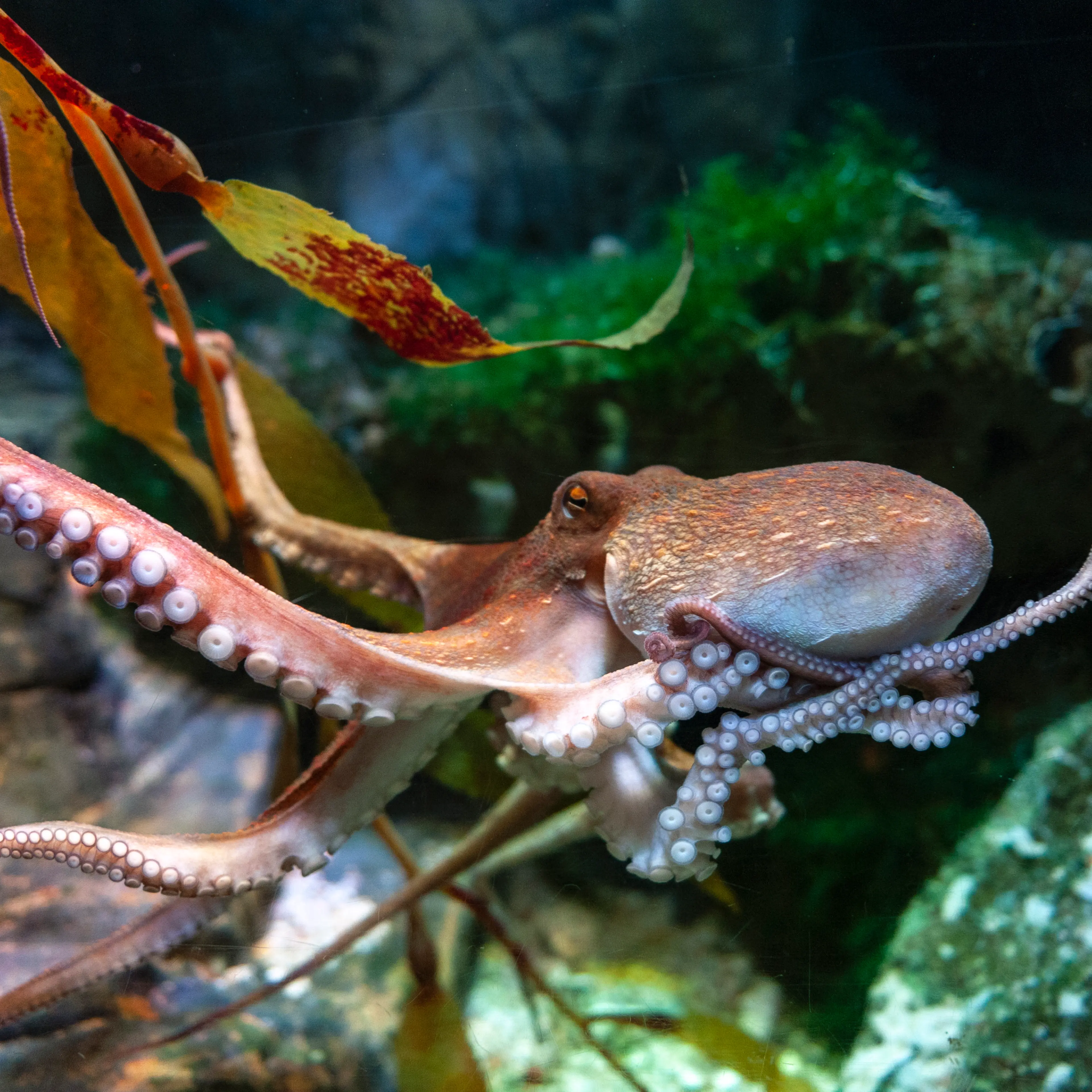 Octopus (Octopus vulgaris), a soft-bodied, eight-armed mollusc grouped within the class Cephalopoda with squids, cuttlefish and nautiloids, in an aquarium
