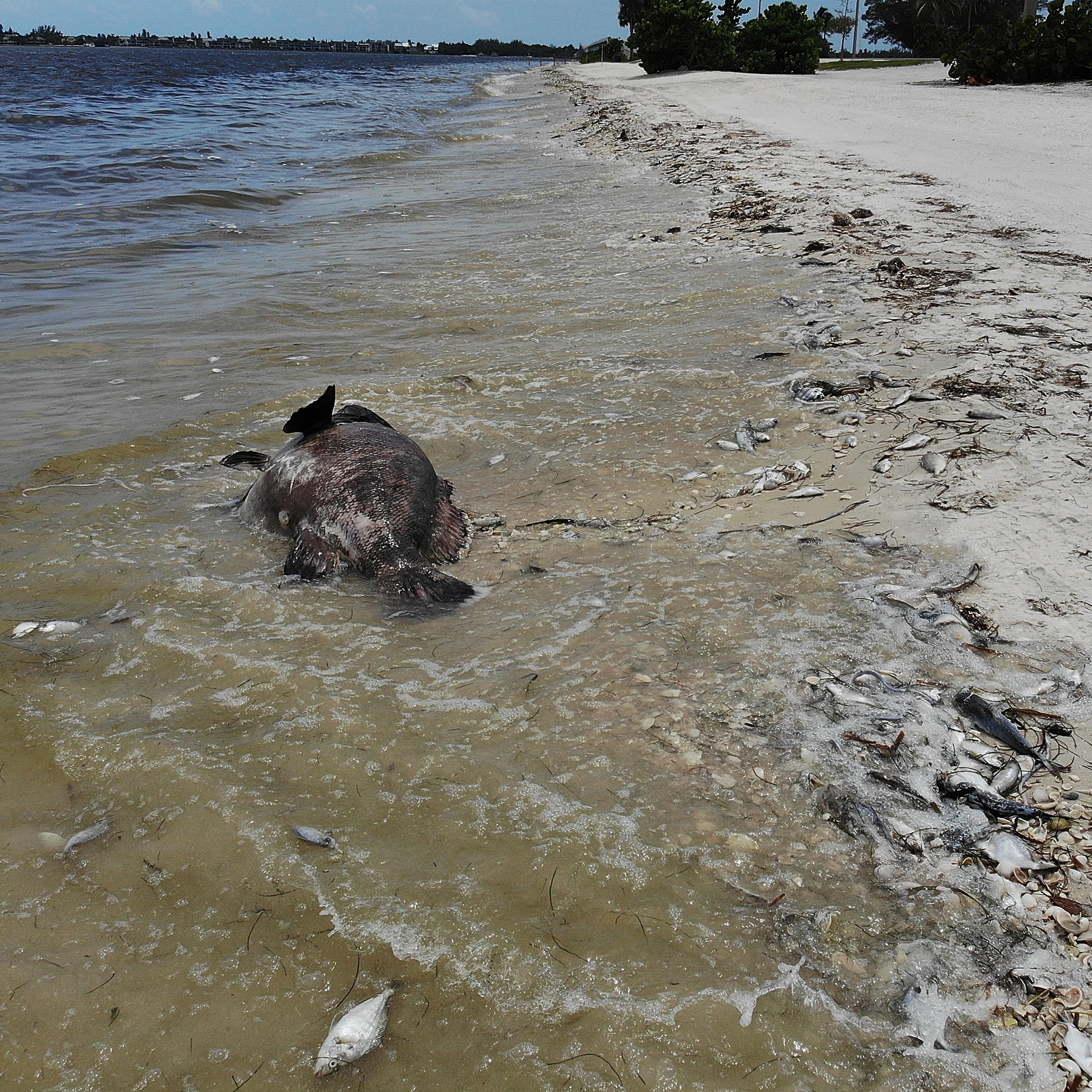 Toxic Red Tide On Florida's Southwest Coast Killing Hundreds Of Turtles And Fish