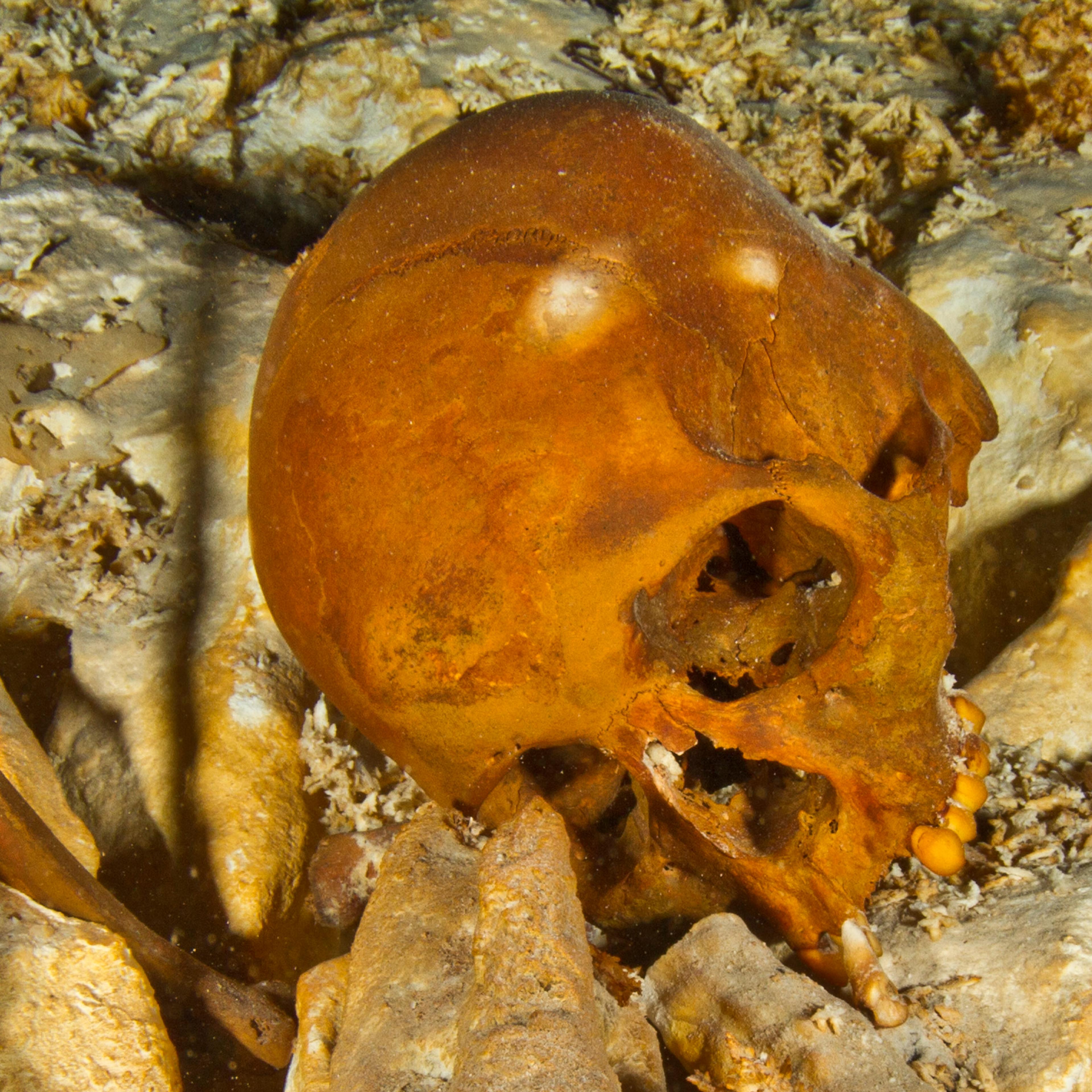 The skull of Naia, as it appeared in 2011, having rolled into an upright position