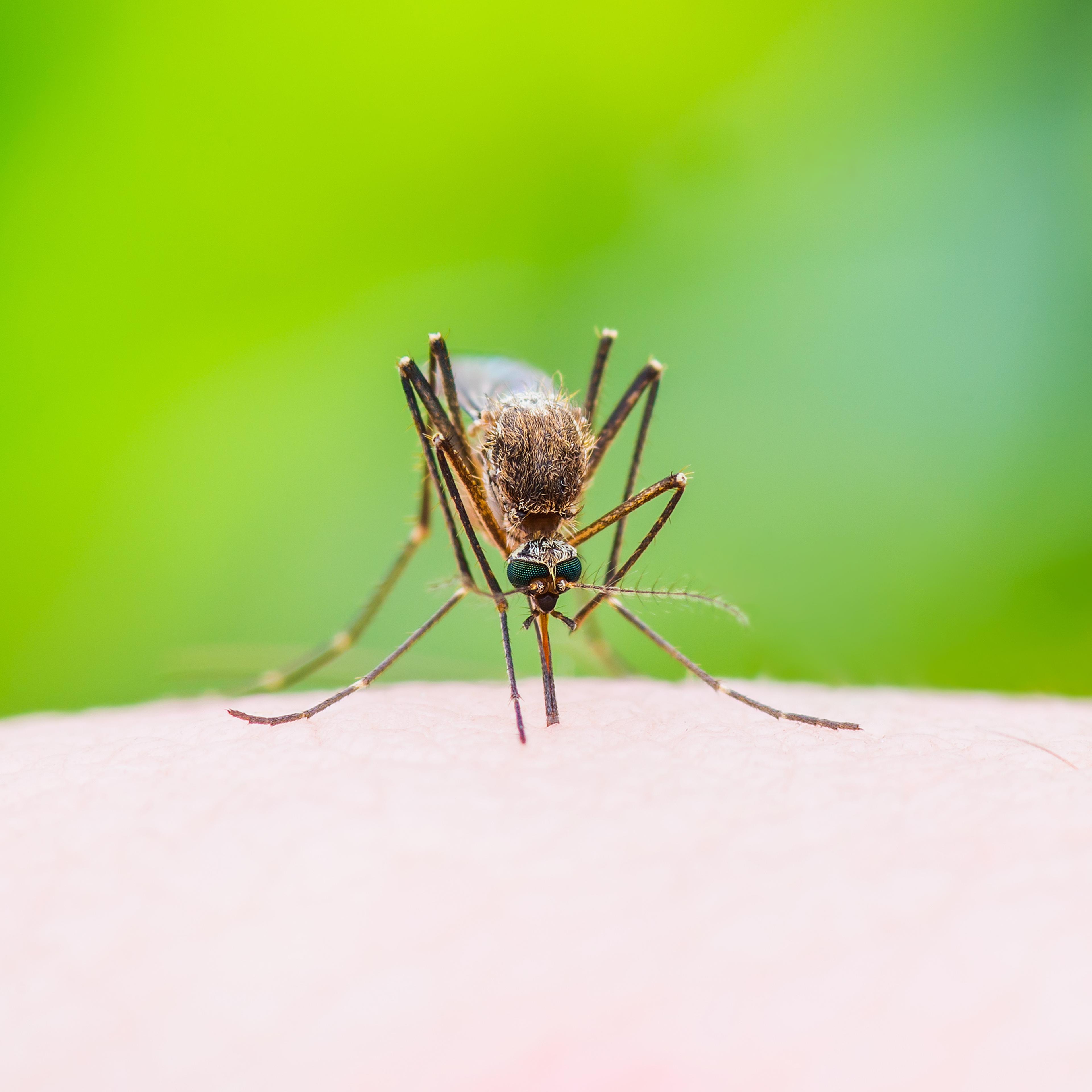 Stinging Mosquito on Green Background