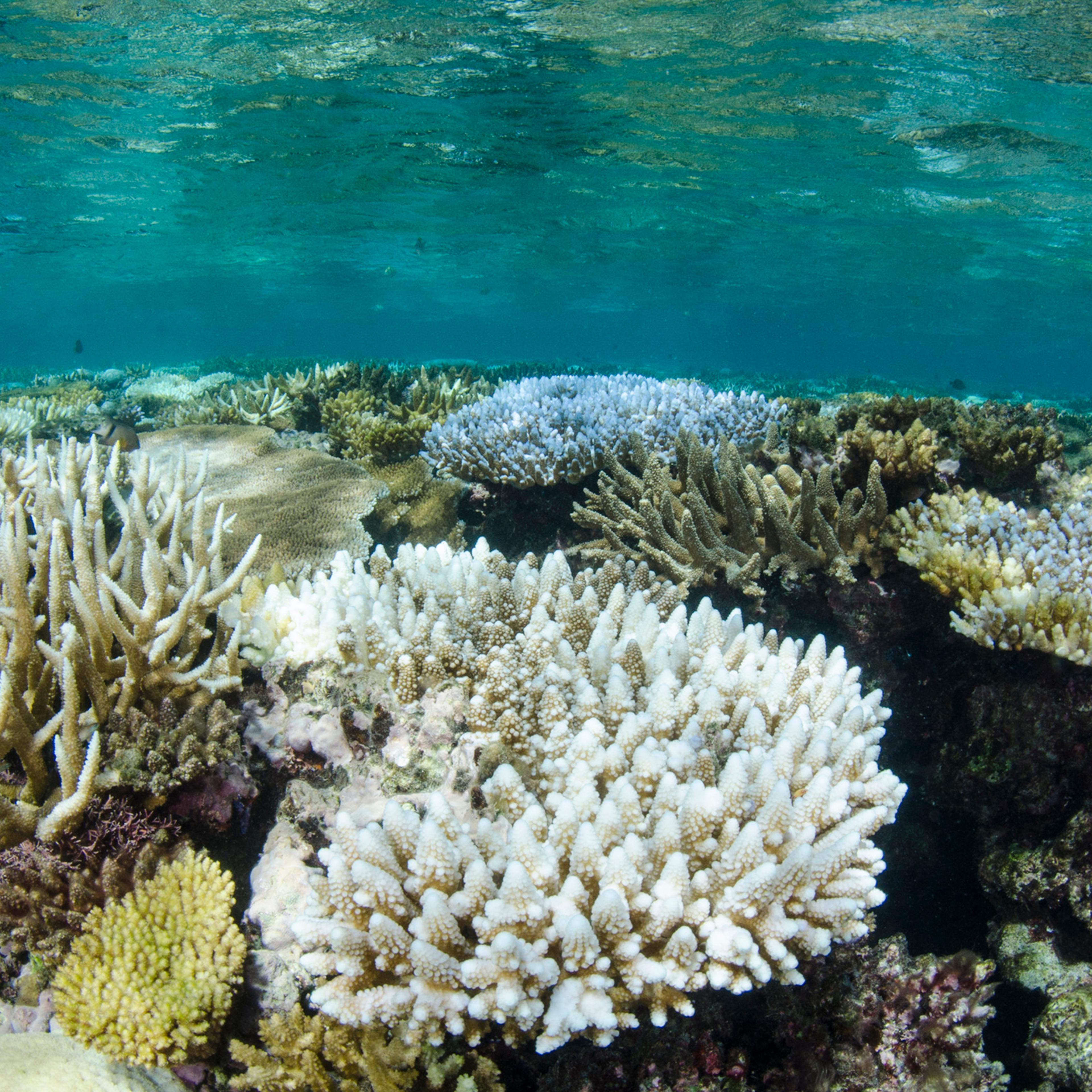 Bleached Coral, South Pacific Ocean, Fiji