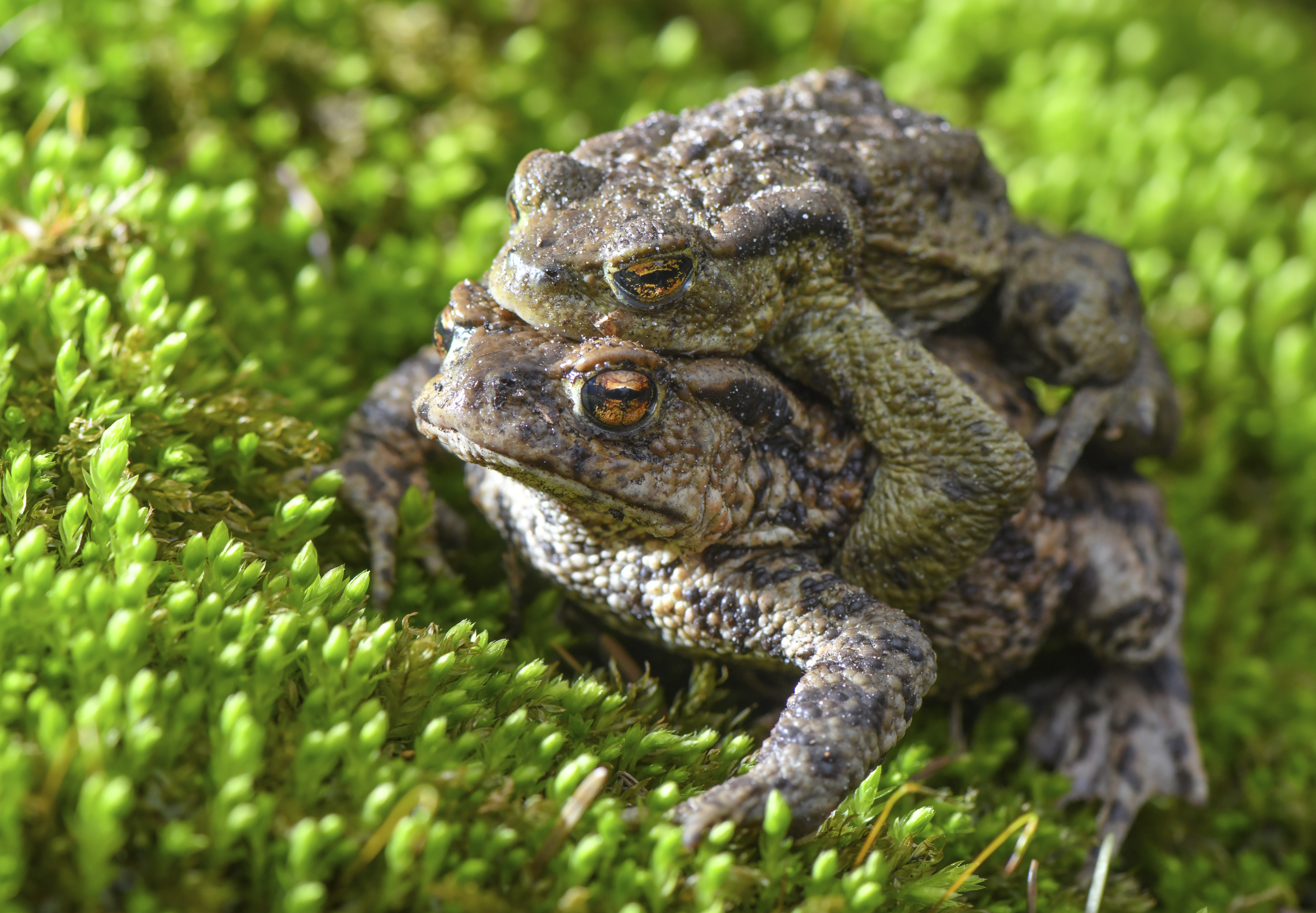 Florida Toad Invasion