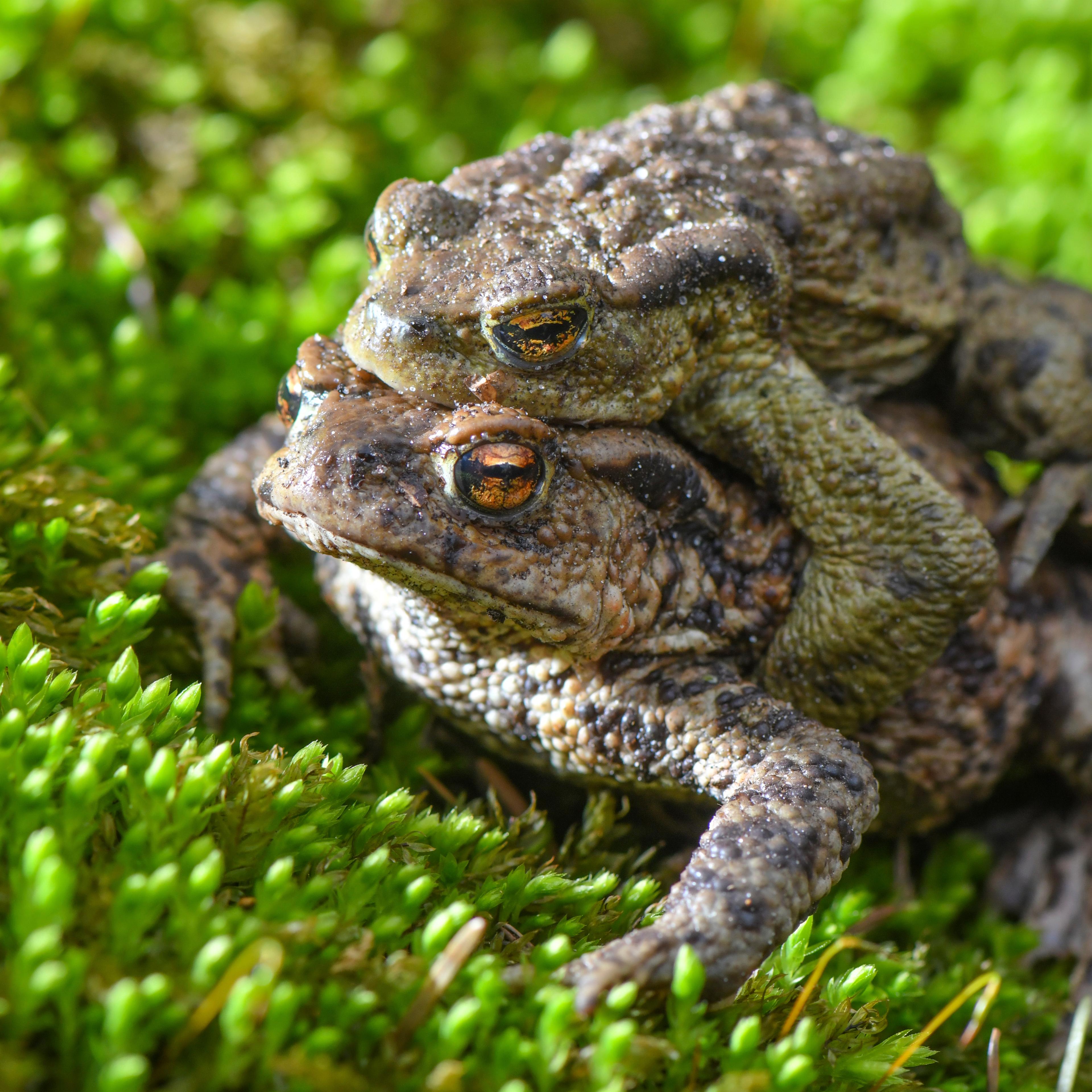 Florida Toad Invasion