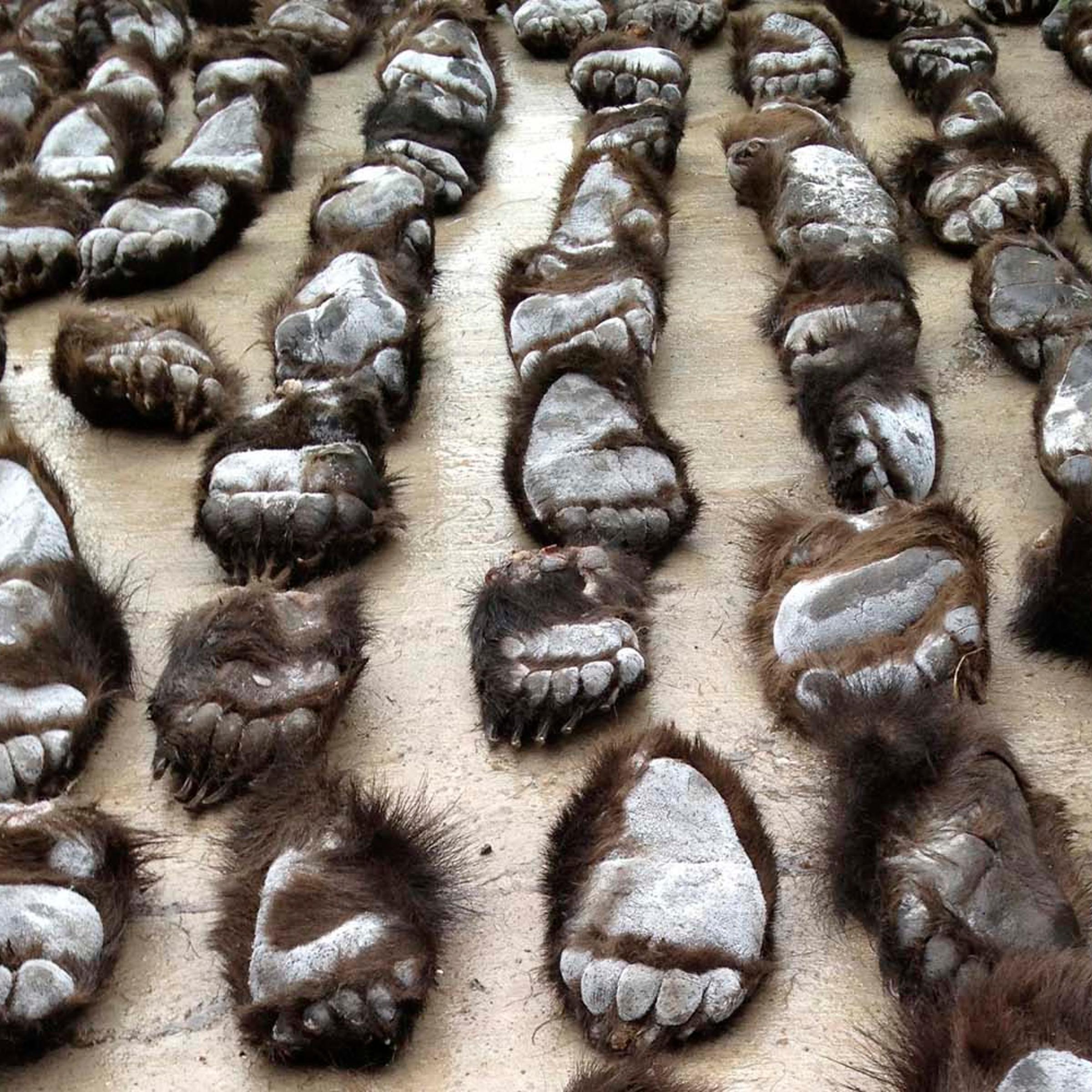 Smuggled bear paws are seen at the China-Russia border in Manzhouli