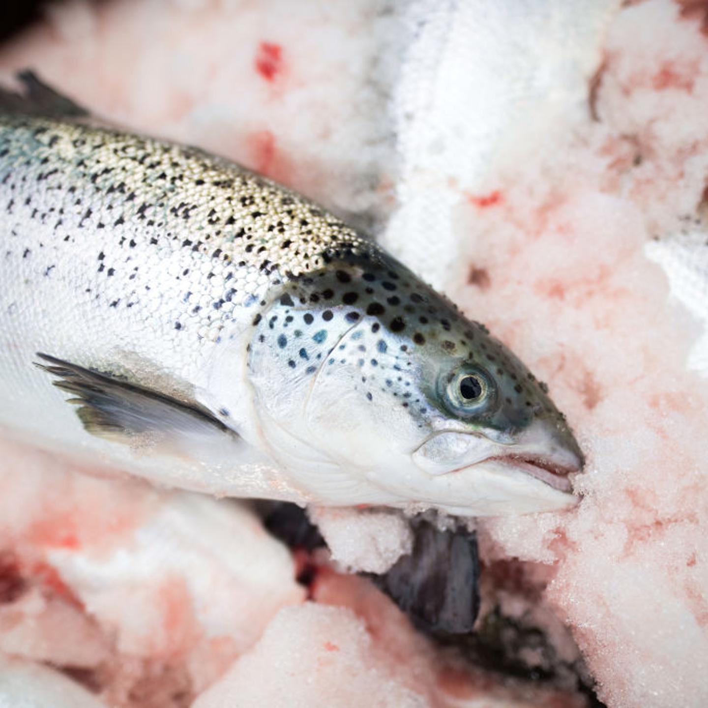Operations At Kuterra Fish Farm As Industry Plans To Double Sales