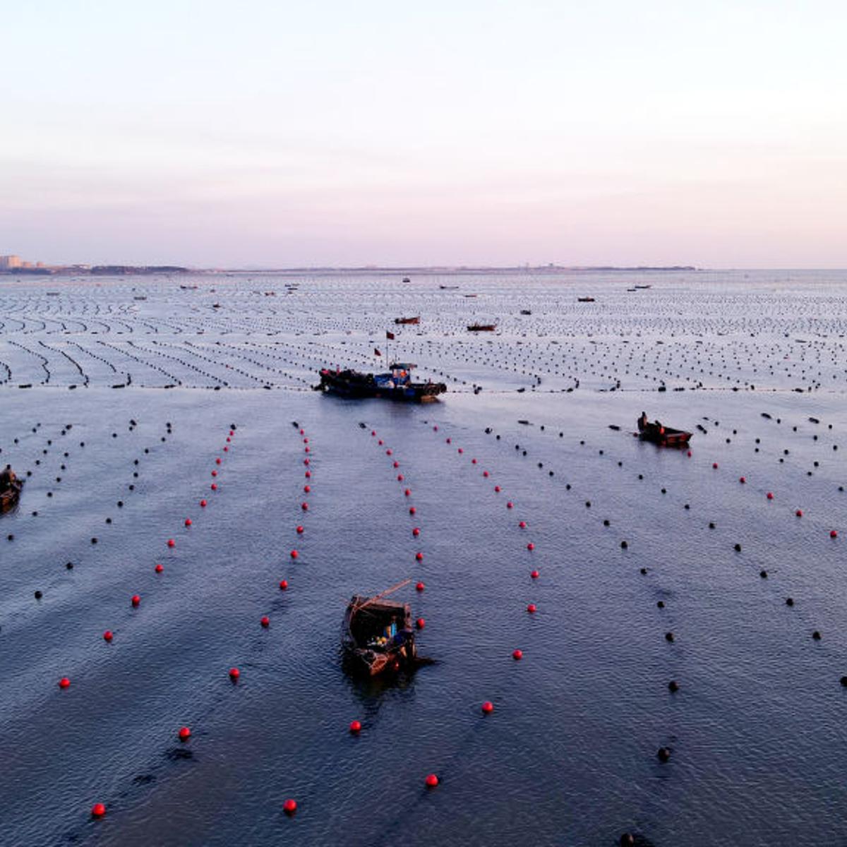 Mariculture In Rongcheng