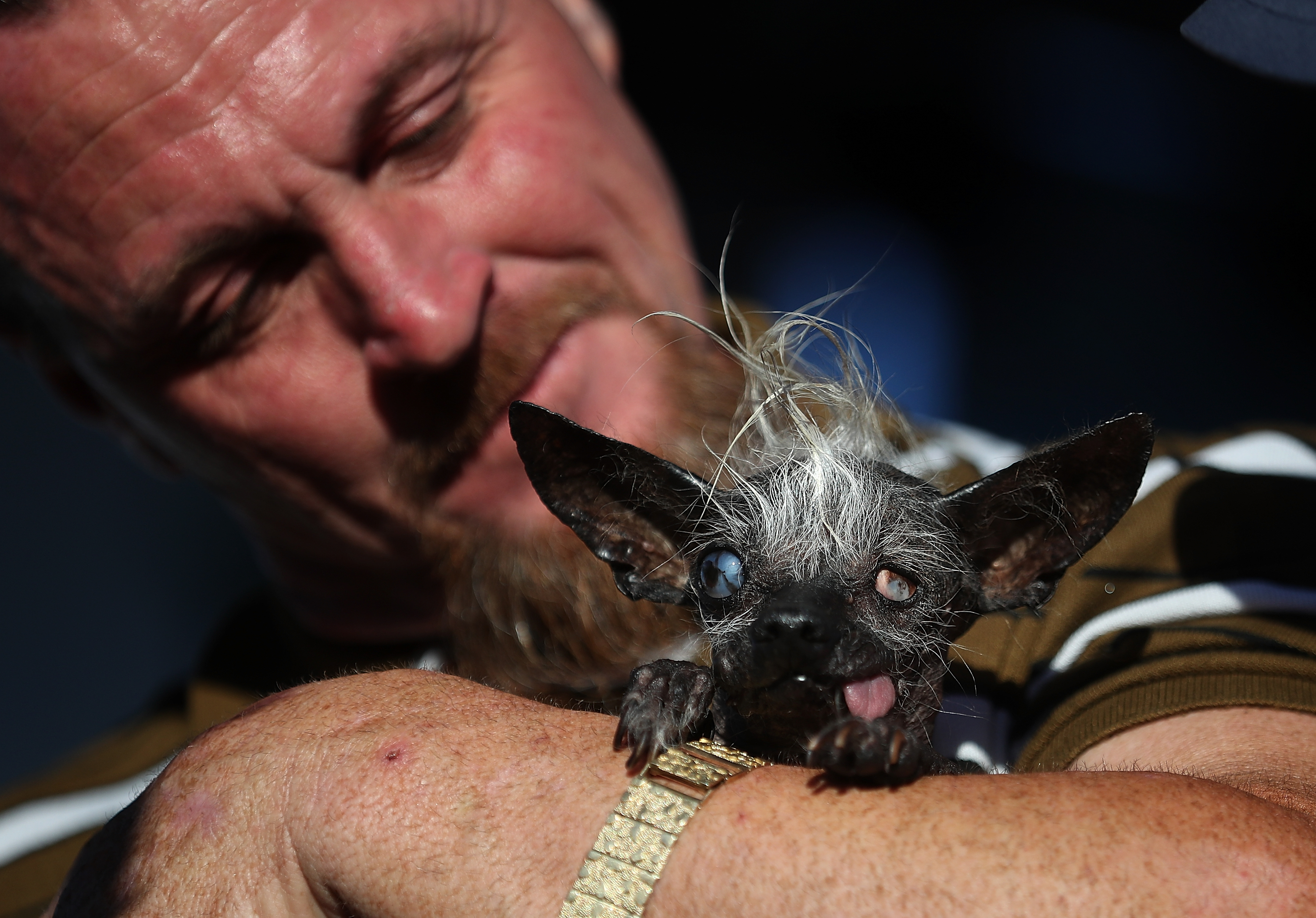 Canines Compete In World's Ugliest Dog Contest